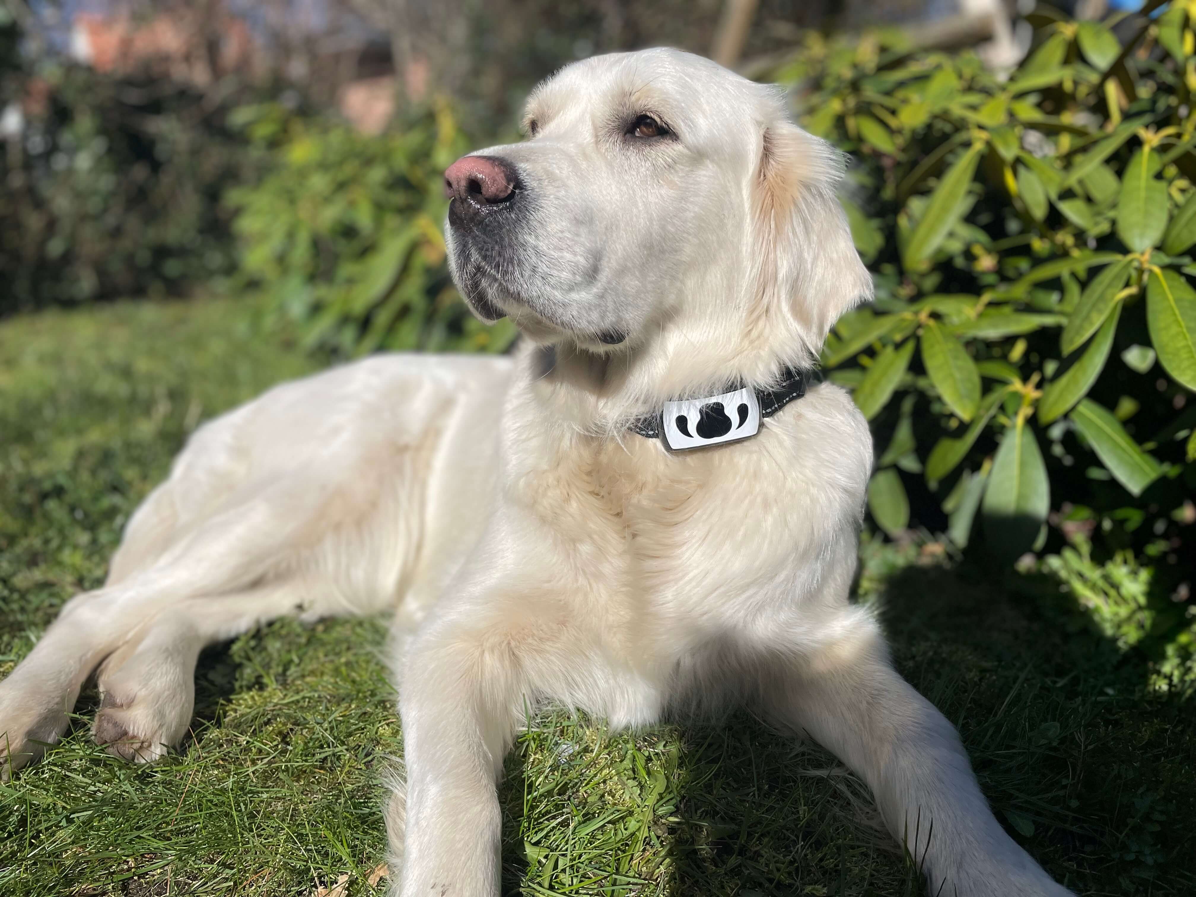 Animigo anti gø halsbånd på hund på græsplæne