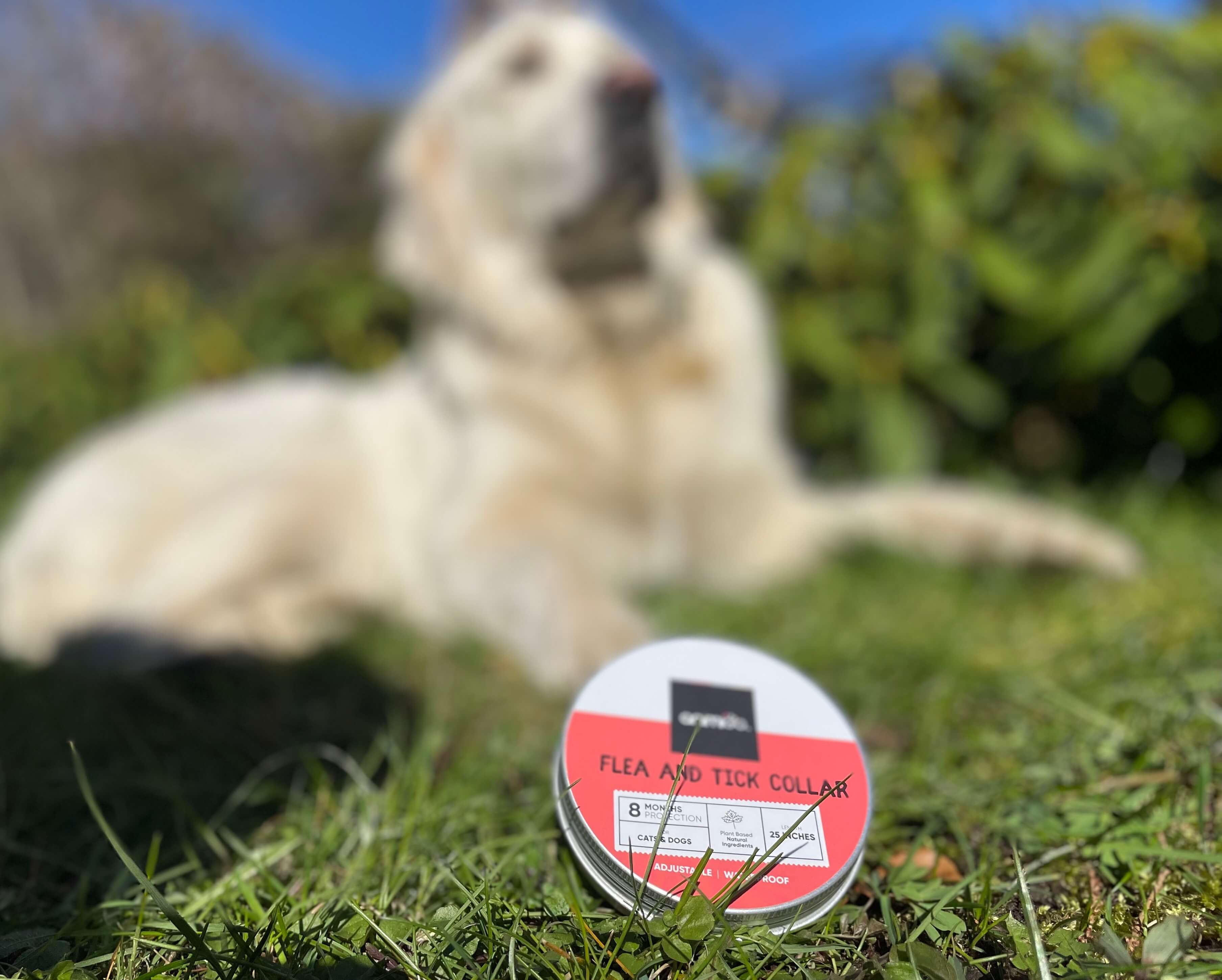 Animigo flåt & Loppehalsbånd på græs foran hund