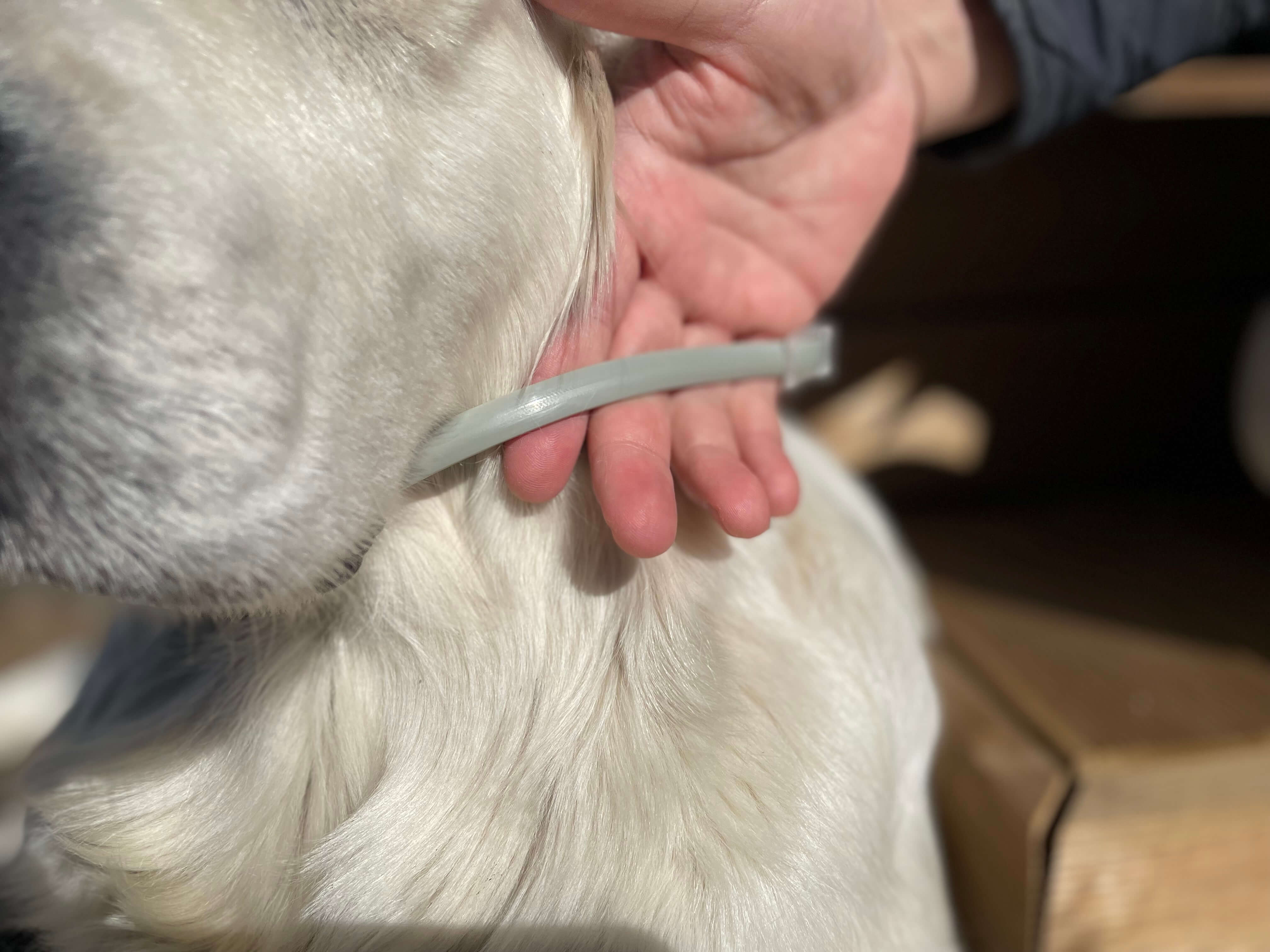 Animigo flåt & Loppehalsbånd på hund