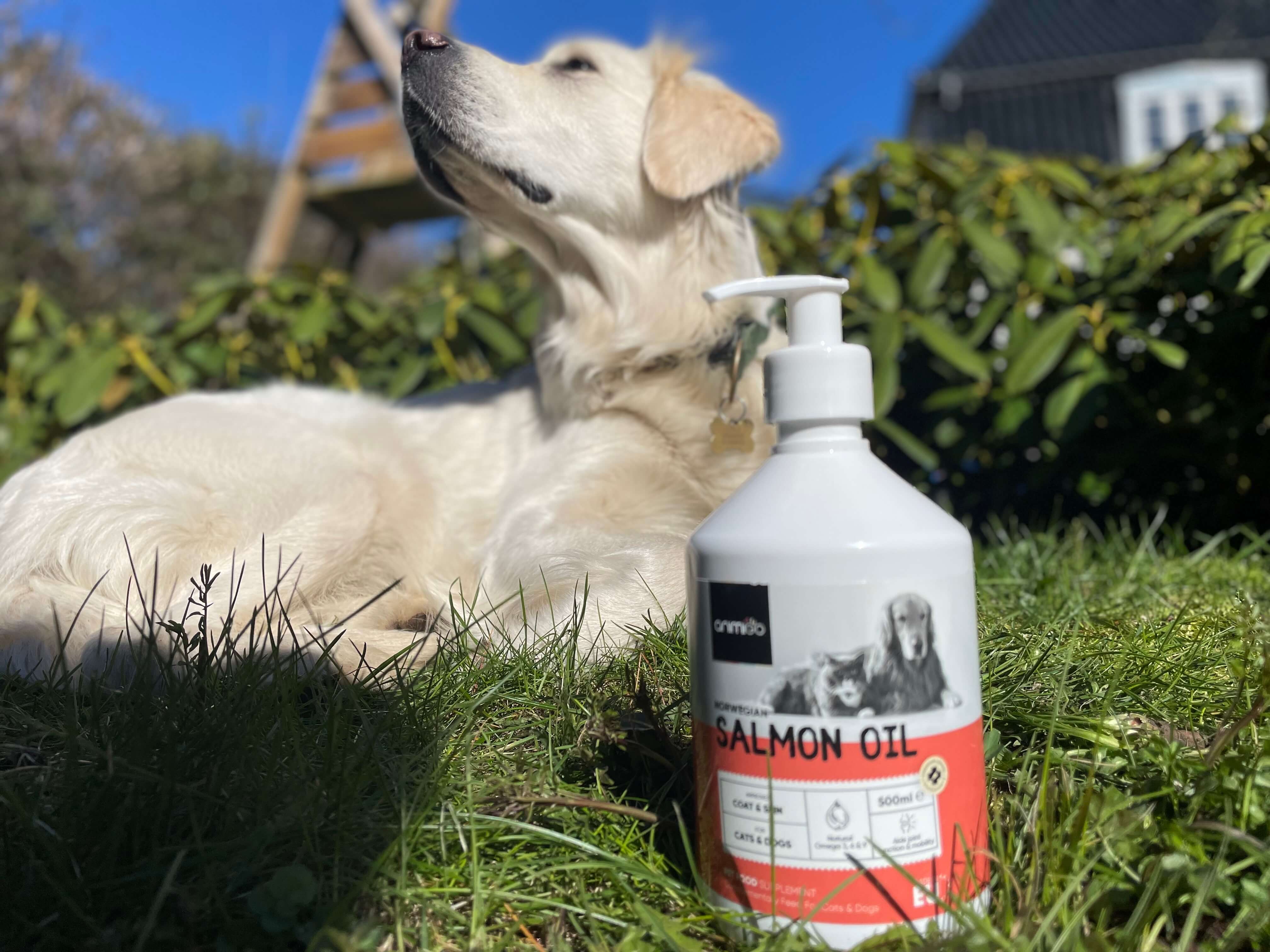 Animigo lakseolie foran hund på græs