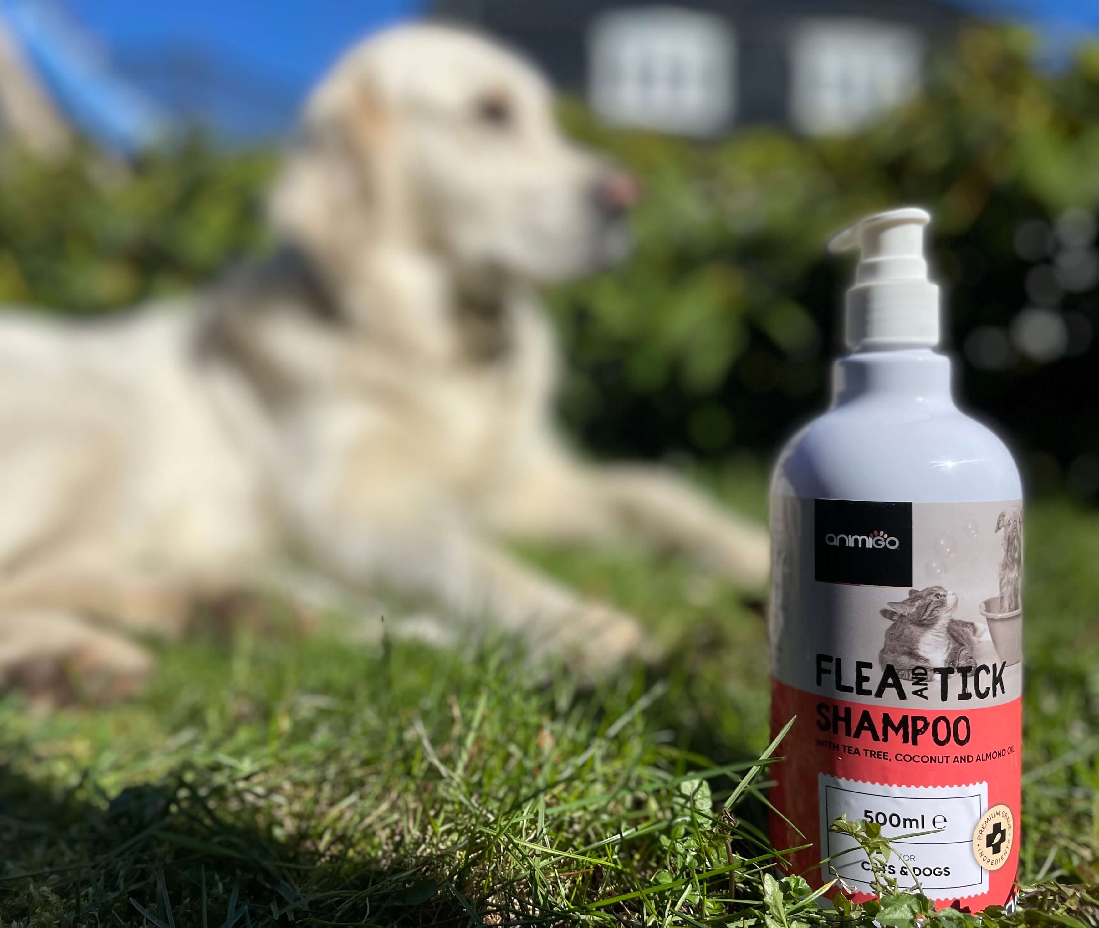 Animigo loppe- og flåt shampoo foran hund på græs