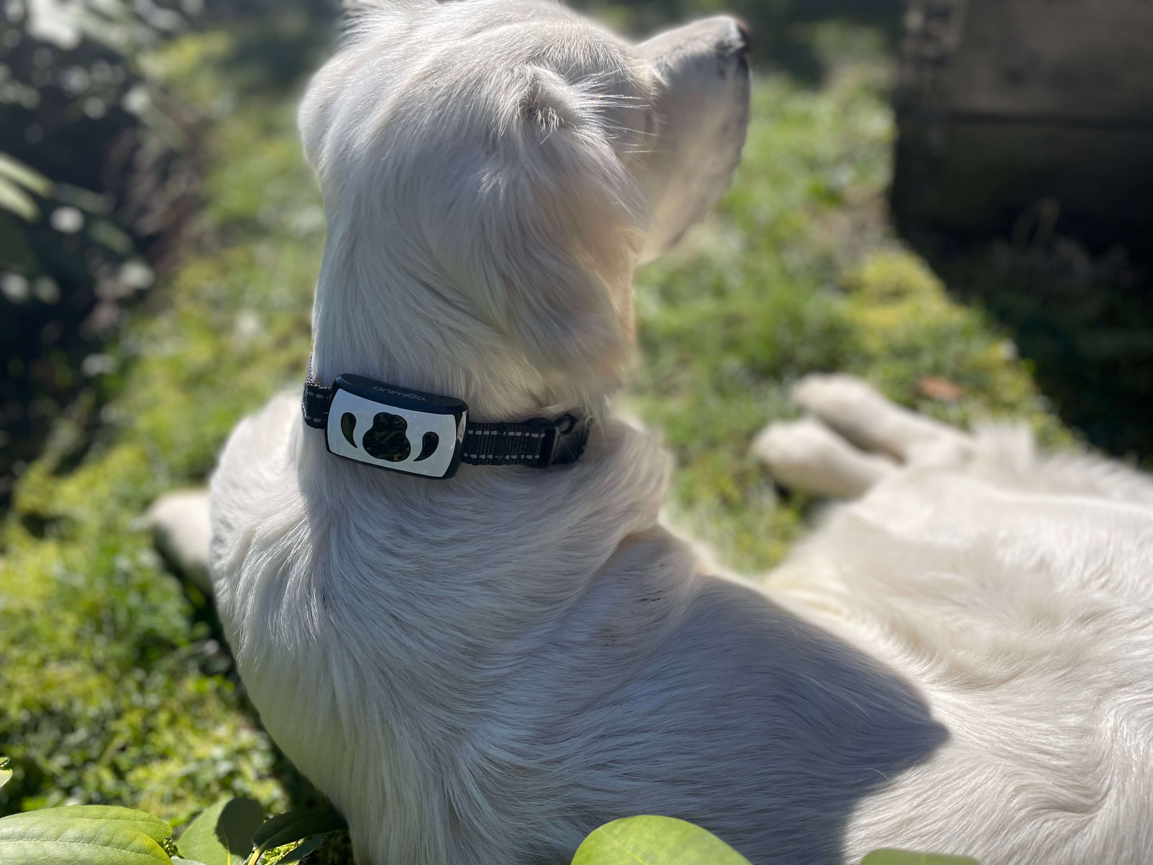 Anti gø halsbånd på hund