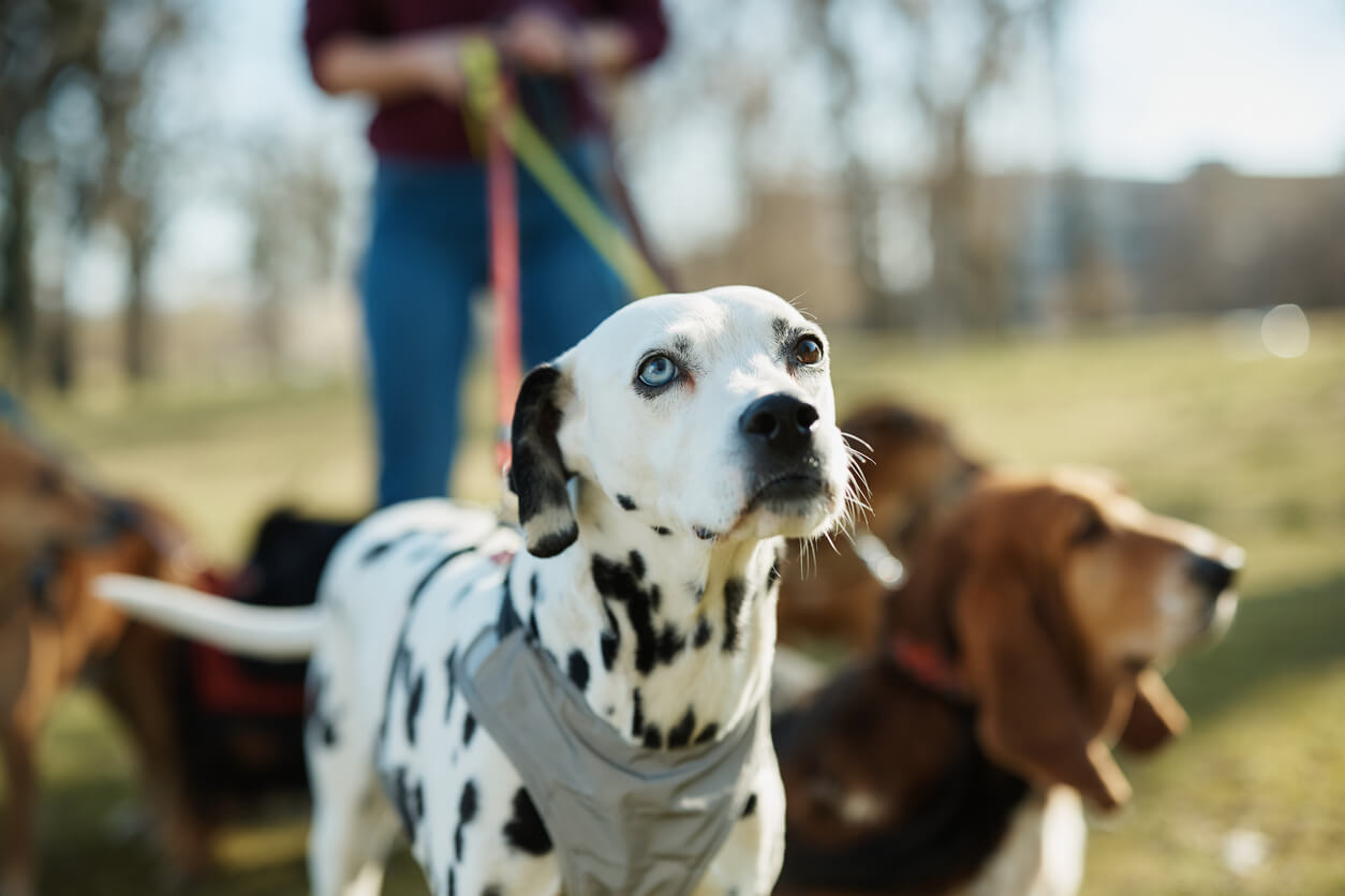 Dalmatiner hund i flexline på gåtur med andre hunde i park