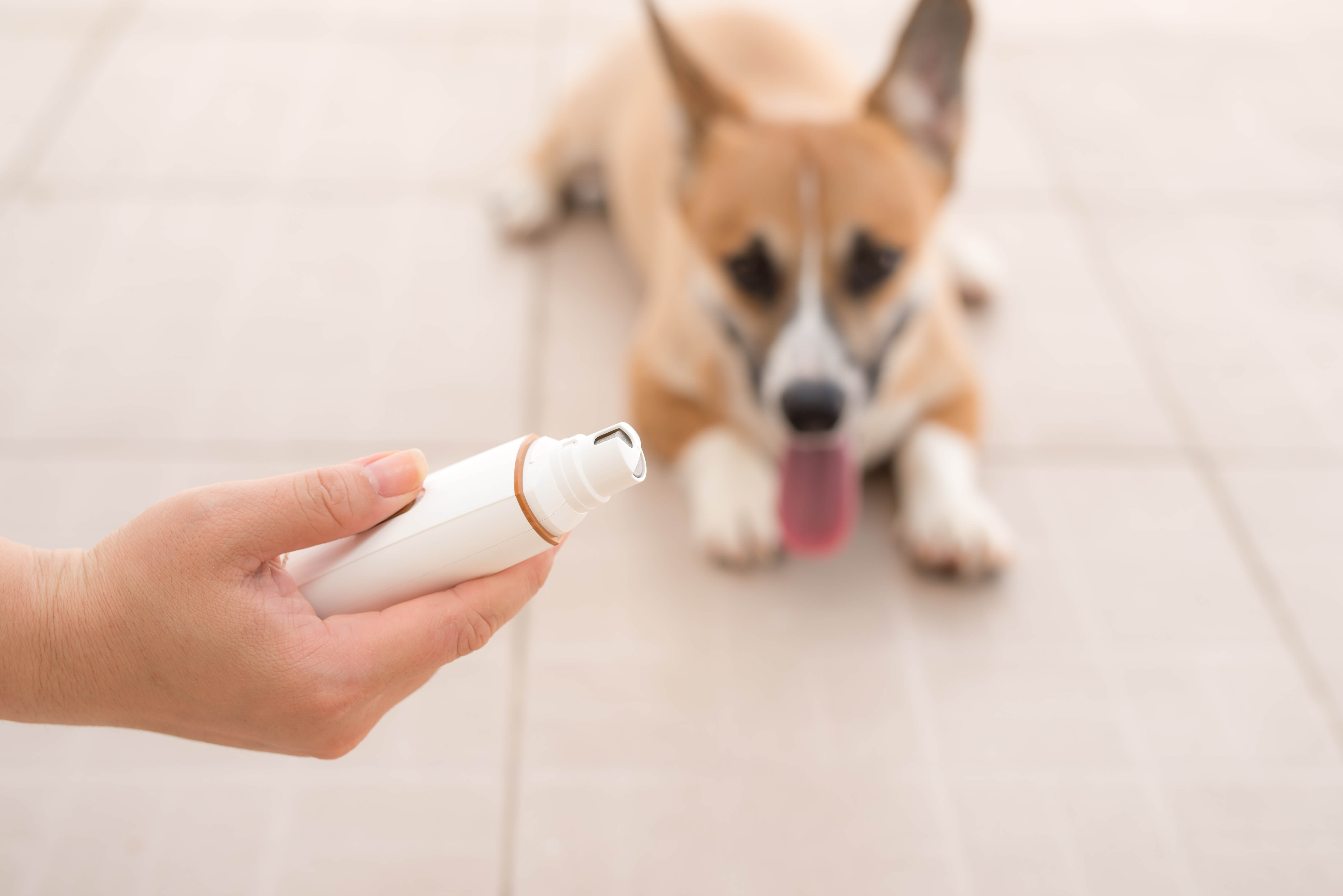 Elektrisk negletrimmer til hunde holdes af person med hund i baggrunden