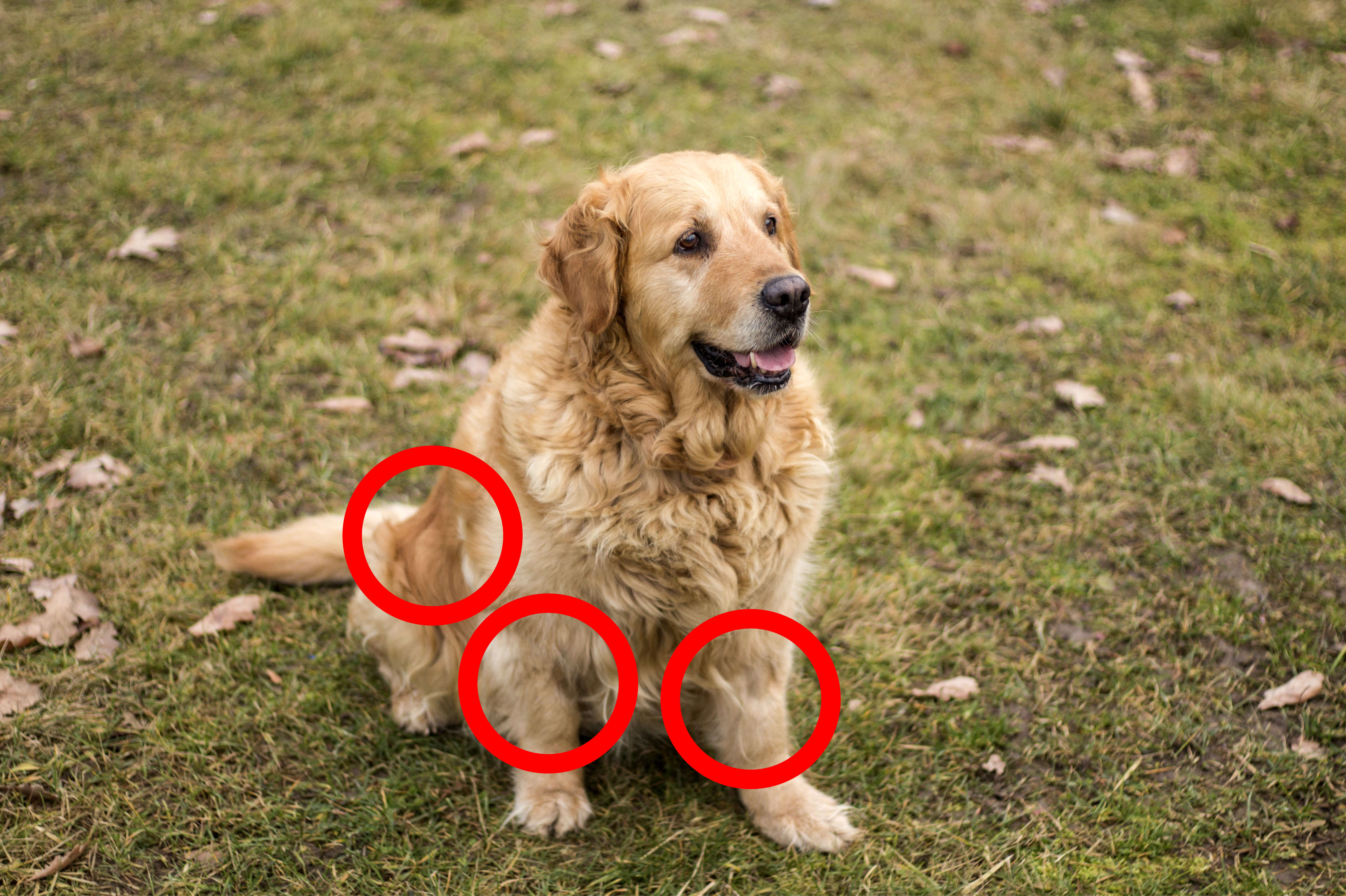 Gammel golden retriever med røde ringe omkring ledproblemer i hofte og knæled