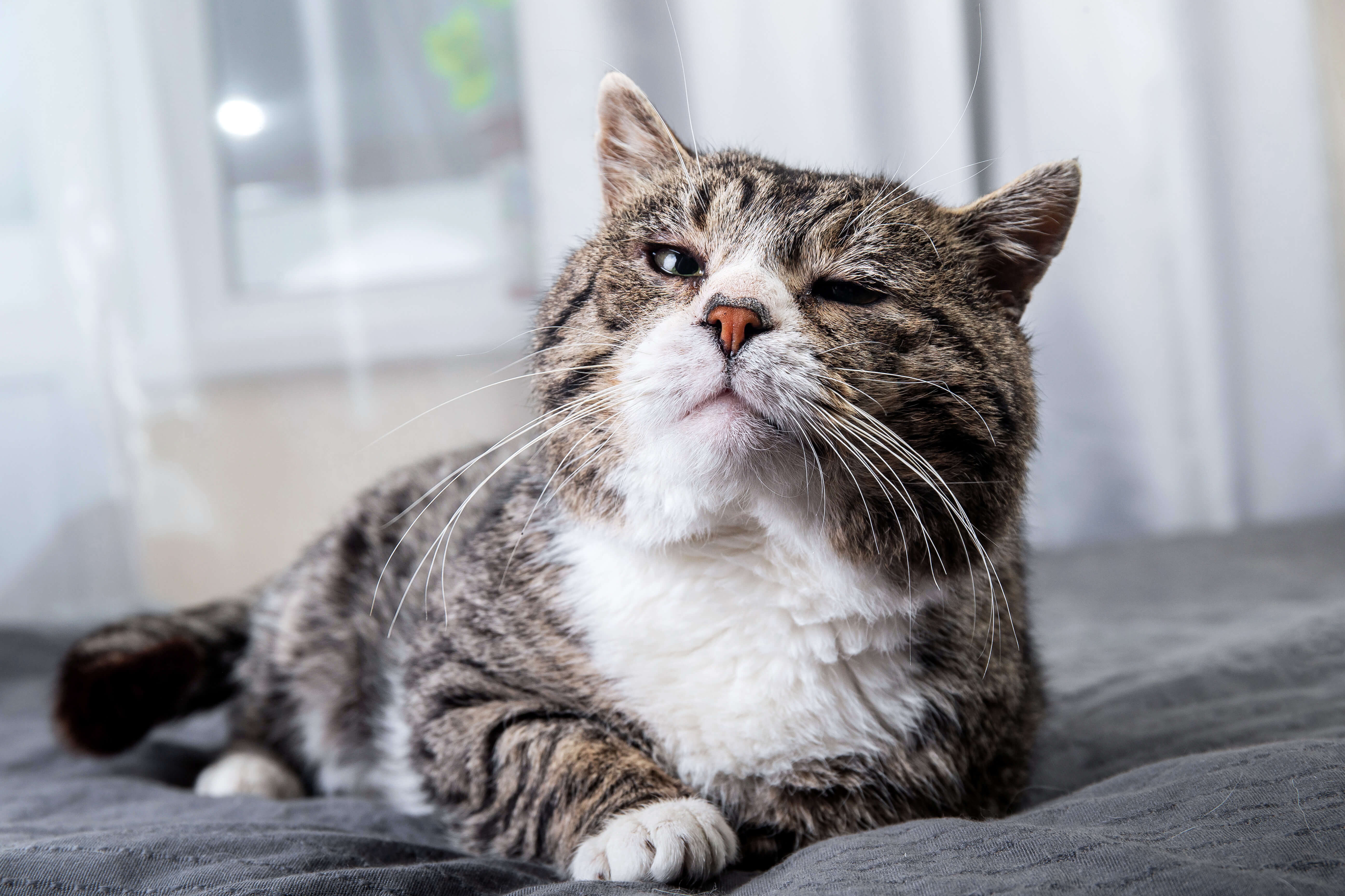 Gammel kat med ledproblemer på seng i hjem
