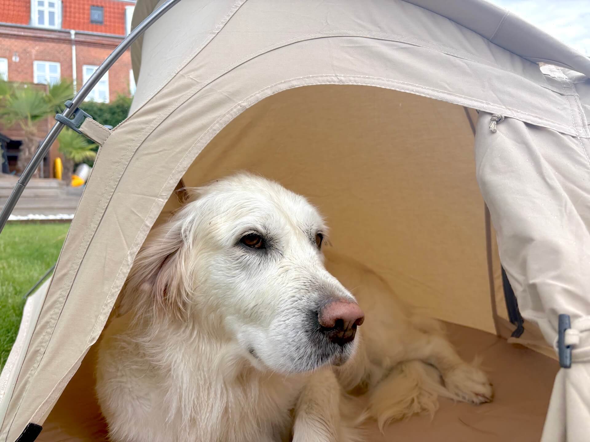 God plads til hund i Naturehike Hundetelt