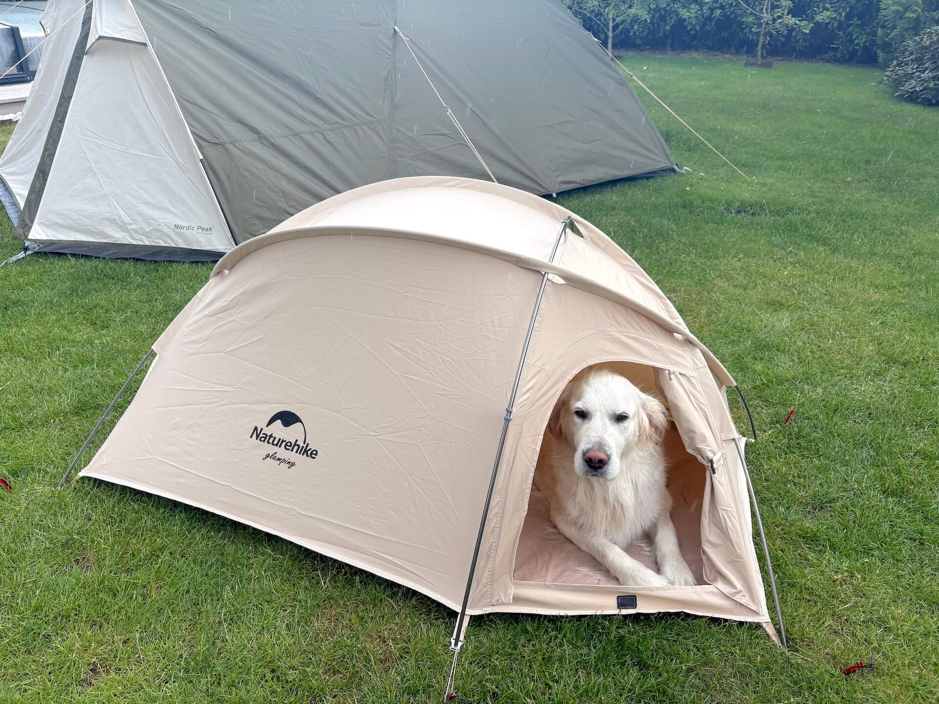 Golden retriever i Naturehike Hundetelt