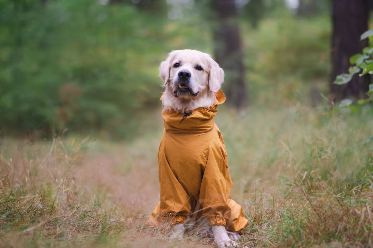 Golden Retriever i skov med stor regnjakke på