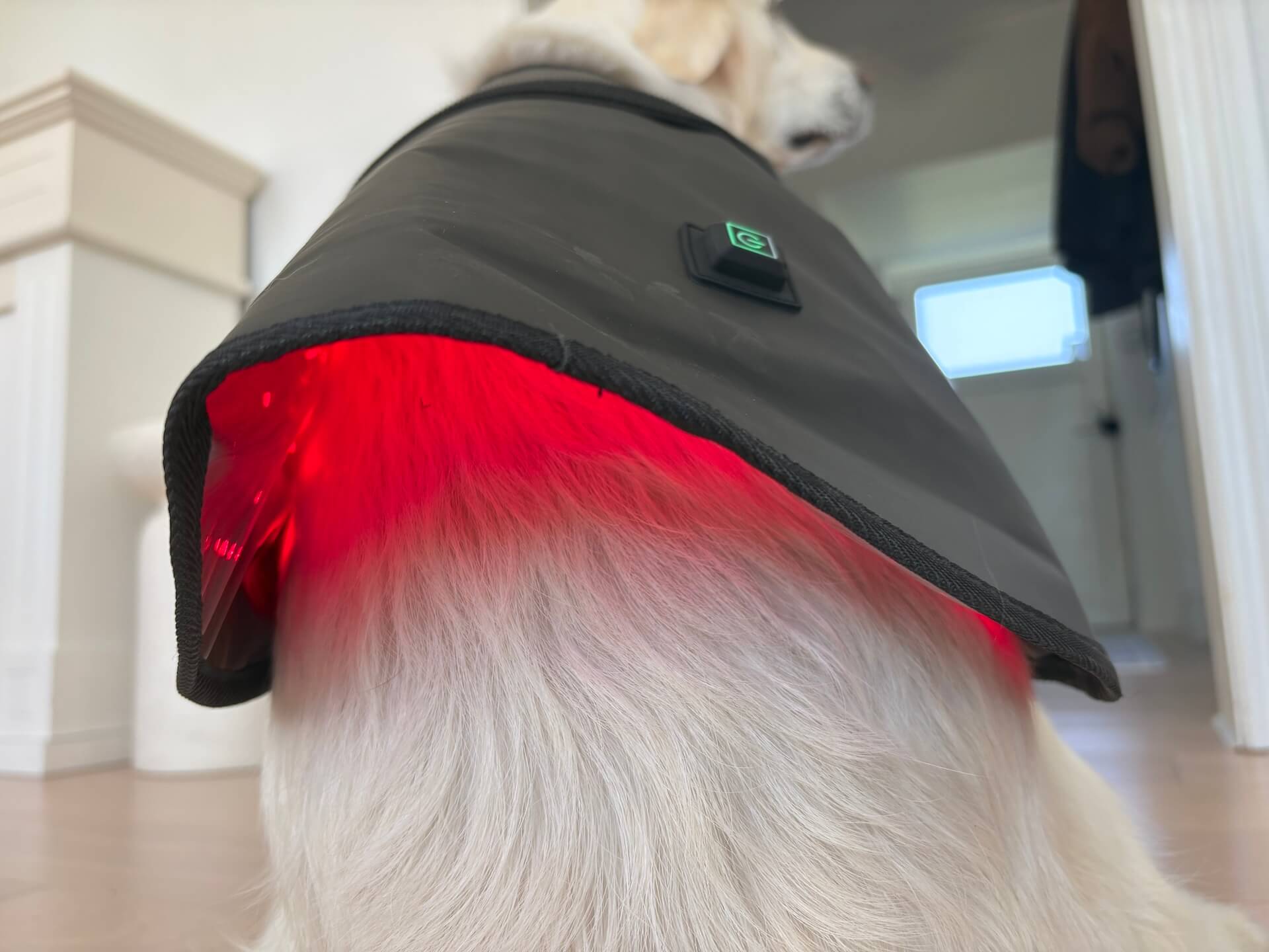 Heat Sense Rød lysterapi tæppe til hunde nedefra på hund