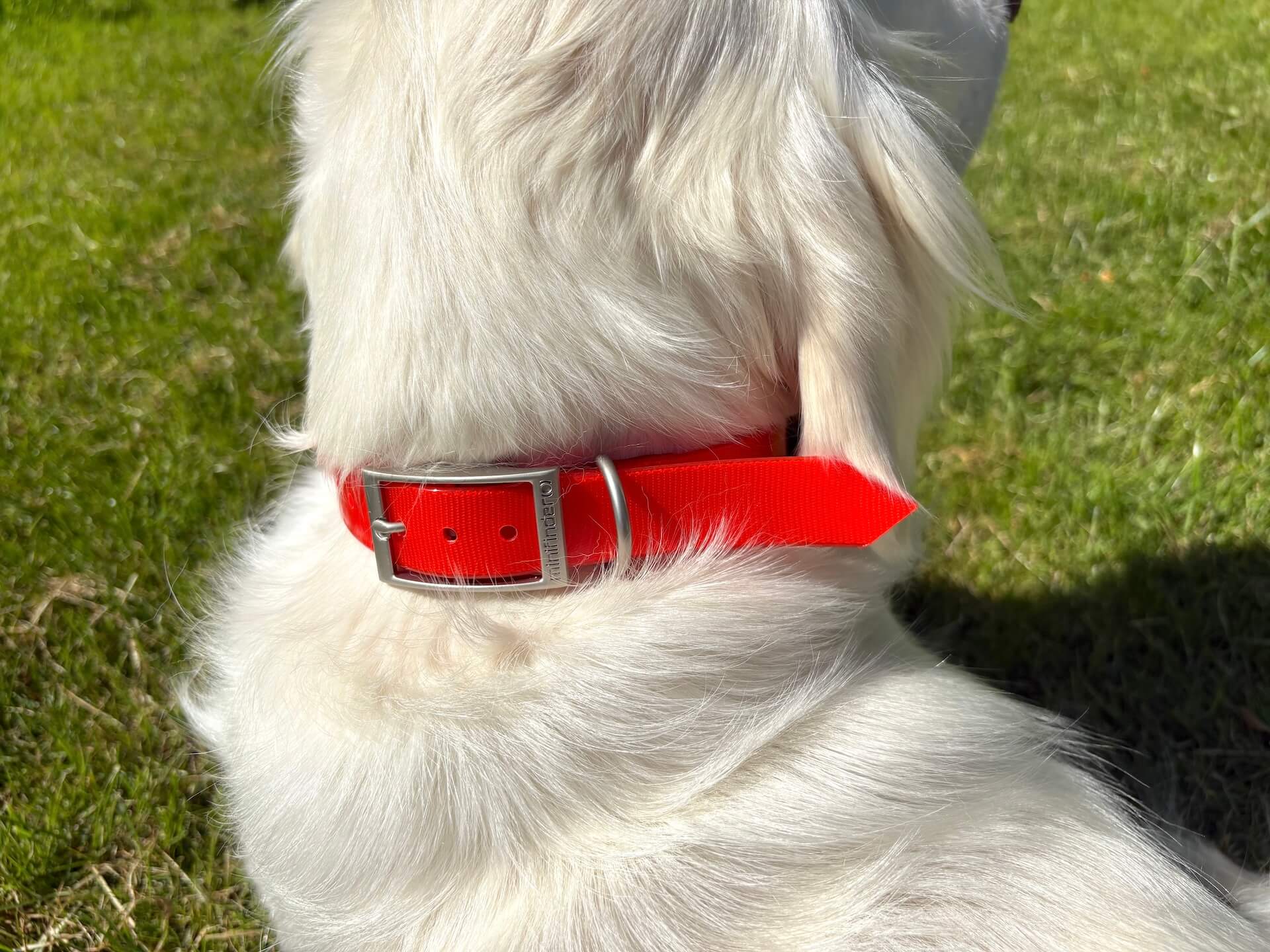 Hund bagfra med MiniFinder Atto Pro GPS til hund