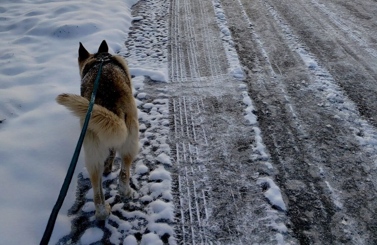Hund bliver luftet på sneryddet saltet vej