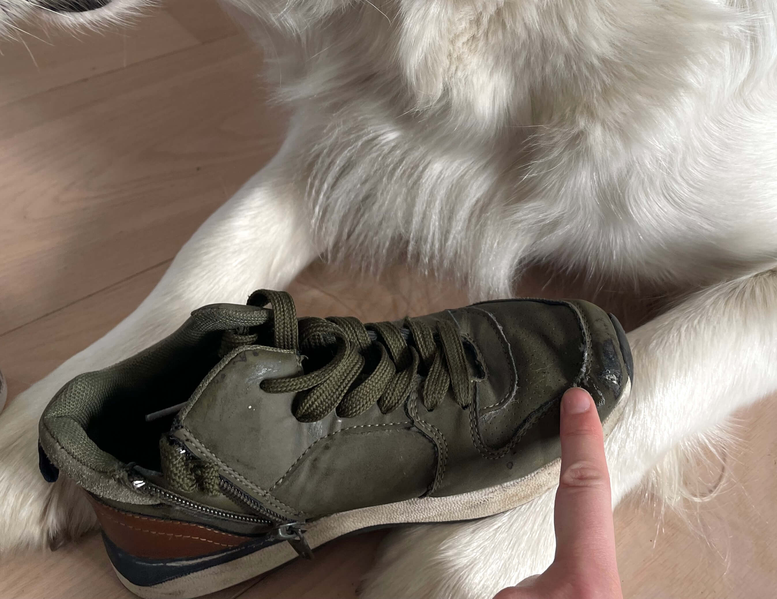 Hund der har bidt hul i sko