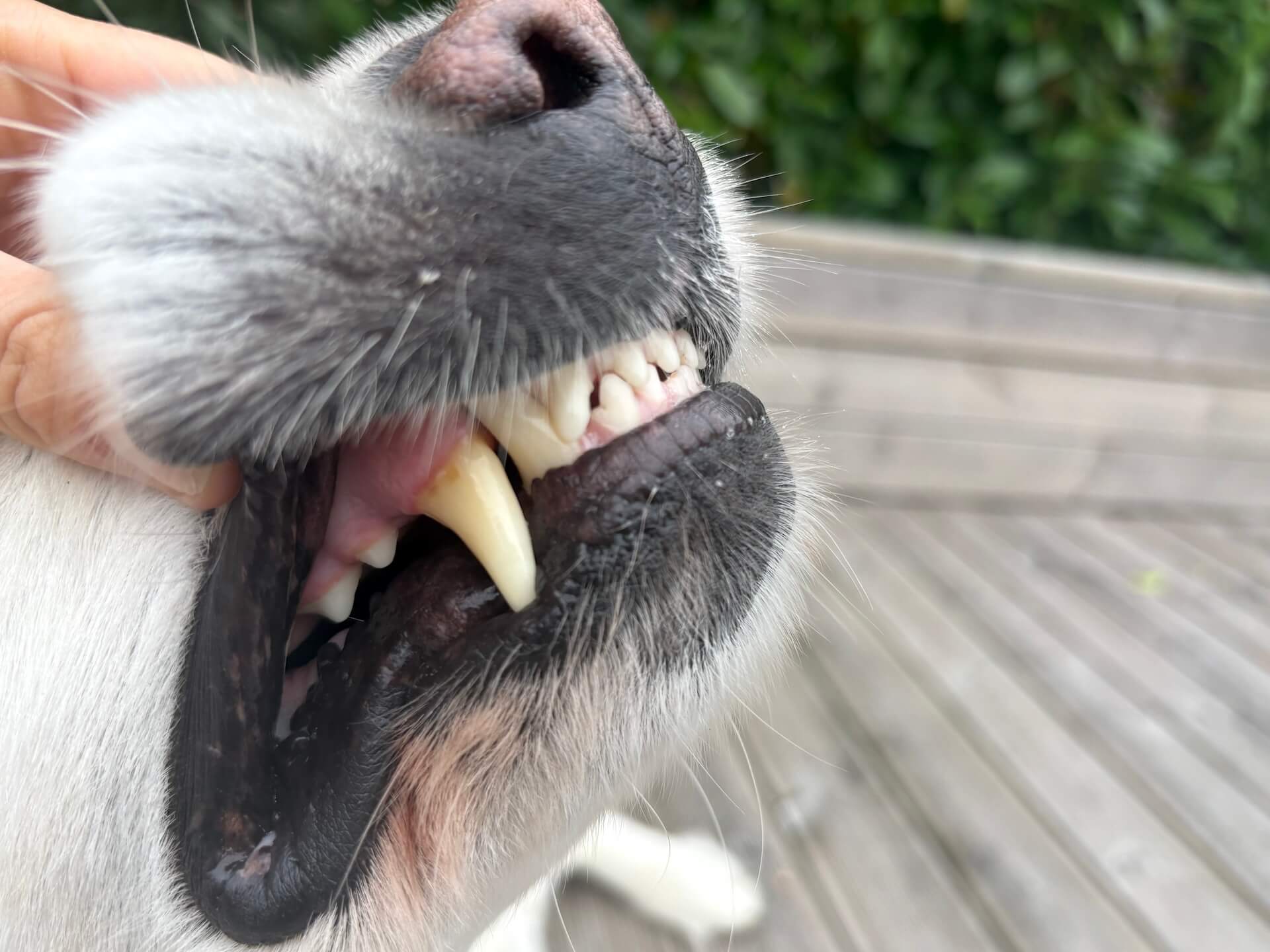 Hund der har brugt SuppliPet Dental Powder