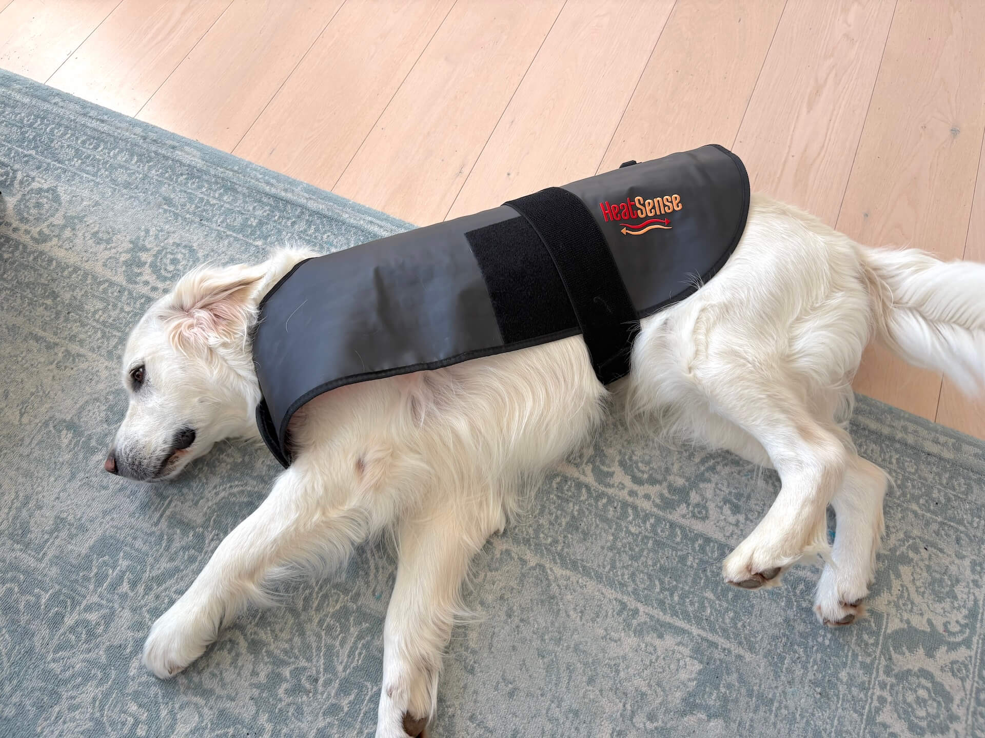 Hund der ligger med Heat Sense Rød lysterapi tæppe til hunde på
