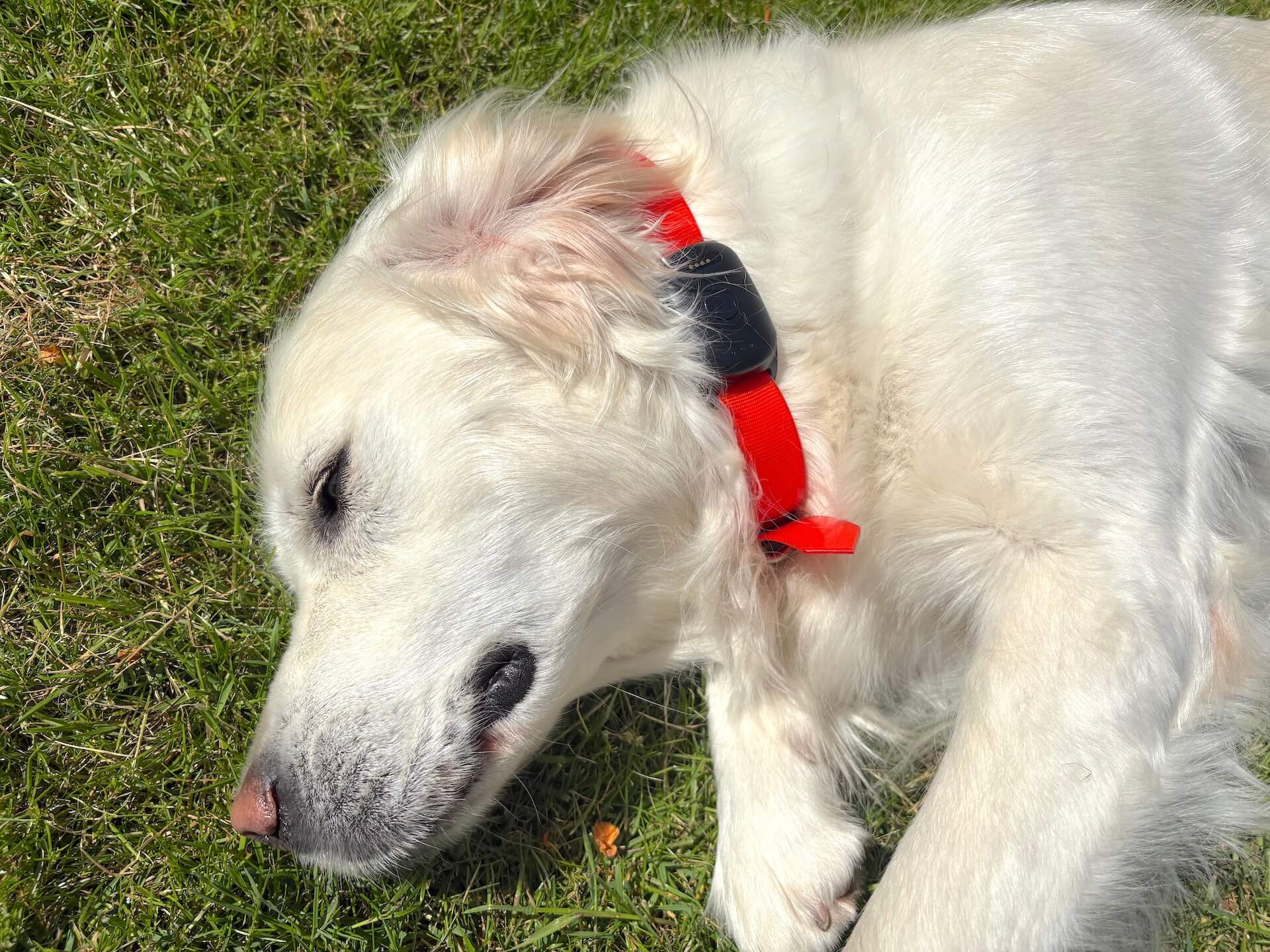 Hund der ligger ned med MiniFinder Atto Pro GPS til hund