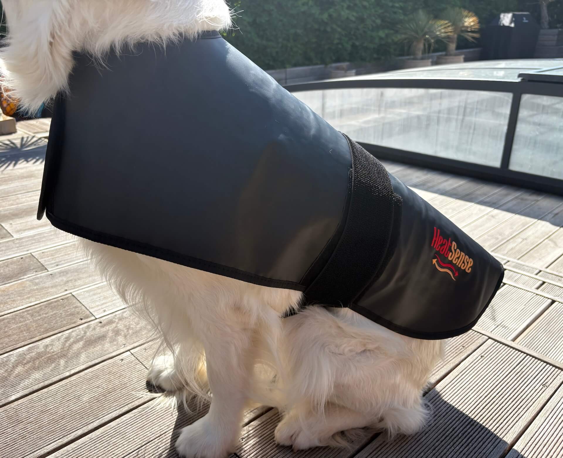 Hund der sidder med Heat Sense Rød lysterapi tæppe til hunde på