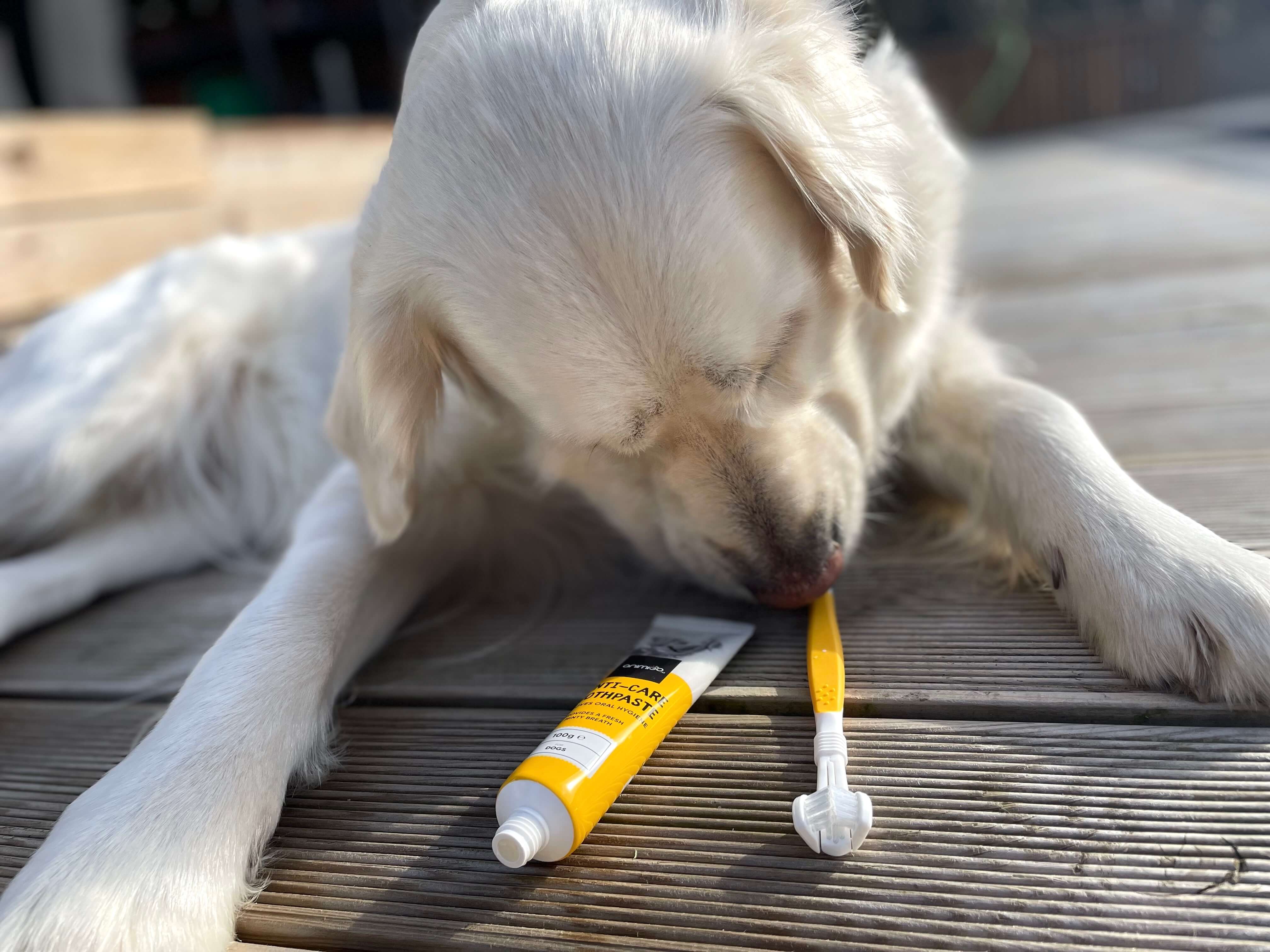 Hund der snuser til hundetandbørste fra Animigo