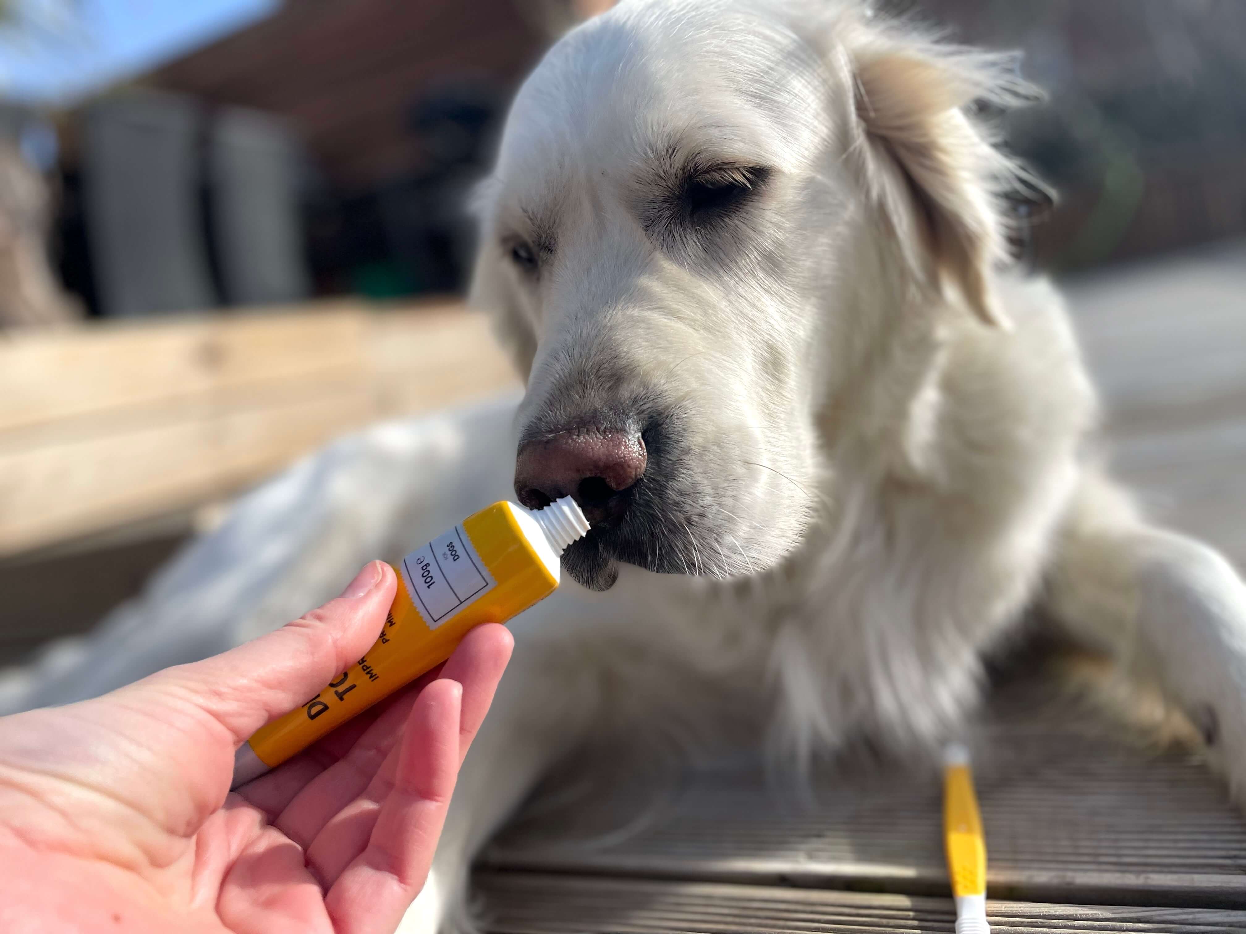 Hund der snuser til hundetandpasta