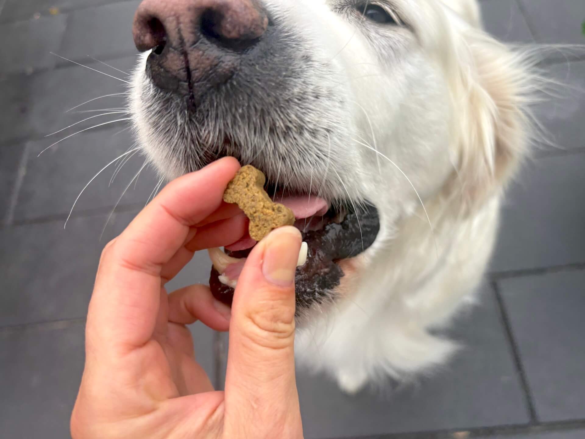 Hund der spiser SuppliPet Kløe & Immun