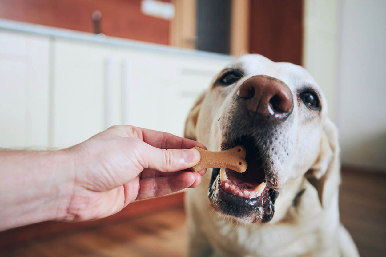Hund får hundegodbid i munden