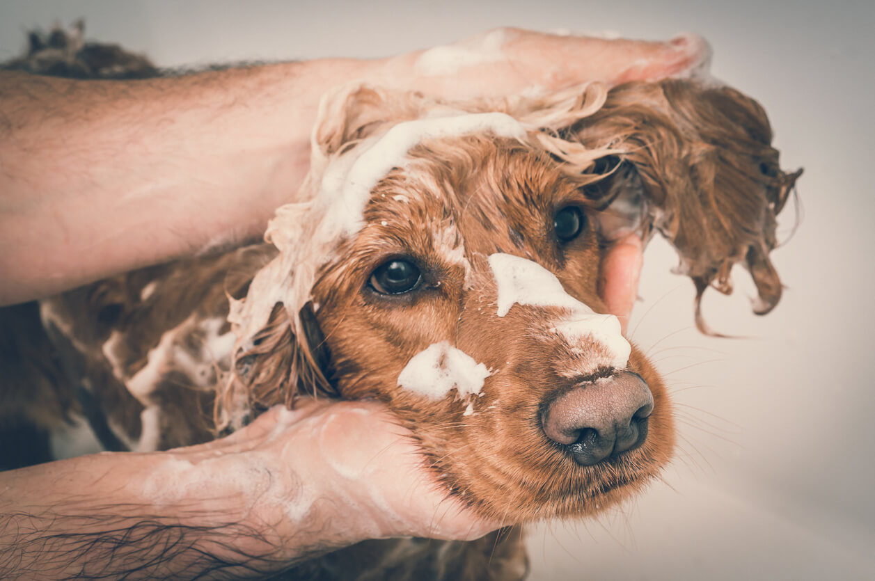 Hund får vasket pelsen med loppeshampoo til kæledyr