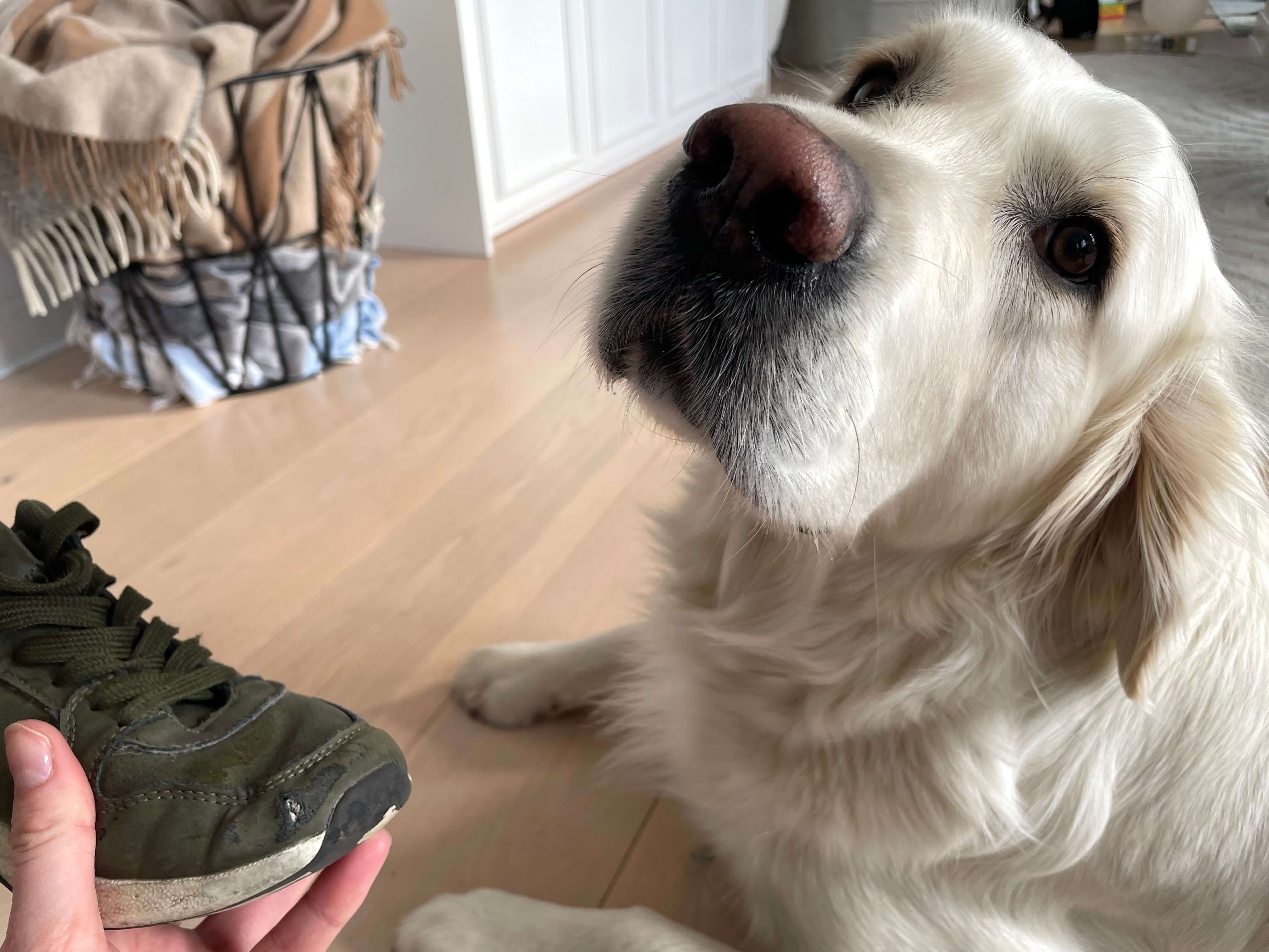 Hund kigger på ejer efter have bidt i sko