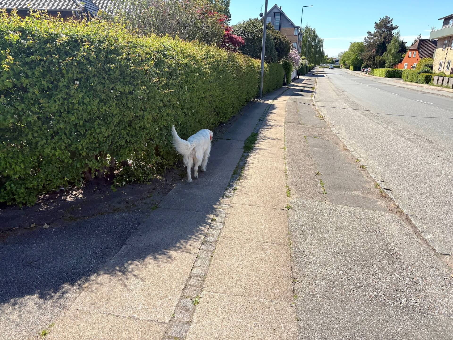 Hund løbet væk med MiniFinder Atto Pro GPS til hund