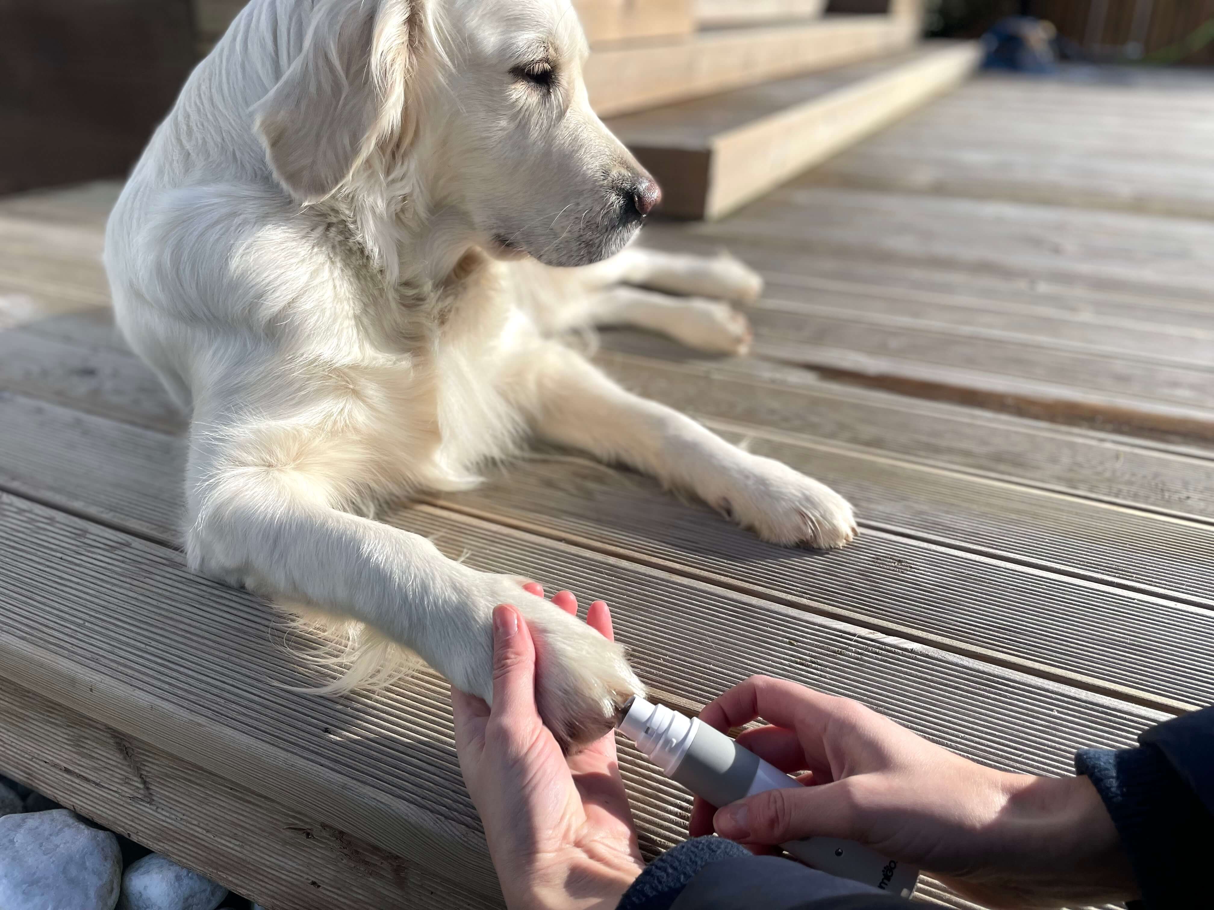 Hund med neglen i Elektrisk negleklipper til hund og kat fra Animigo