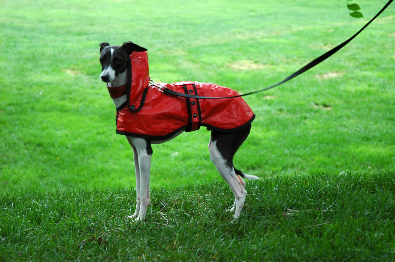 Hund med regnjakke hvor hundesnor går gennem åbning i nakken
