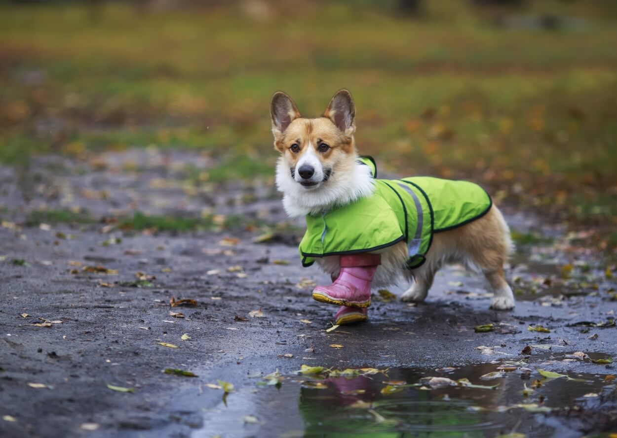 Hund med regnjakke med reflekser i stor vandpyt