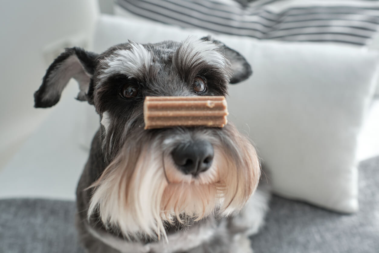 Hund med tandrensende stick på snuden