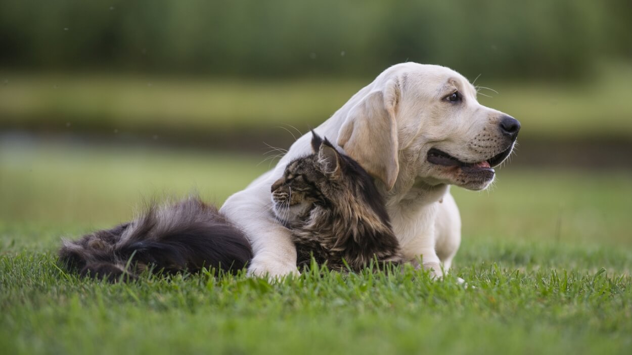 Hund og kat i kram på græsplæne