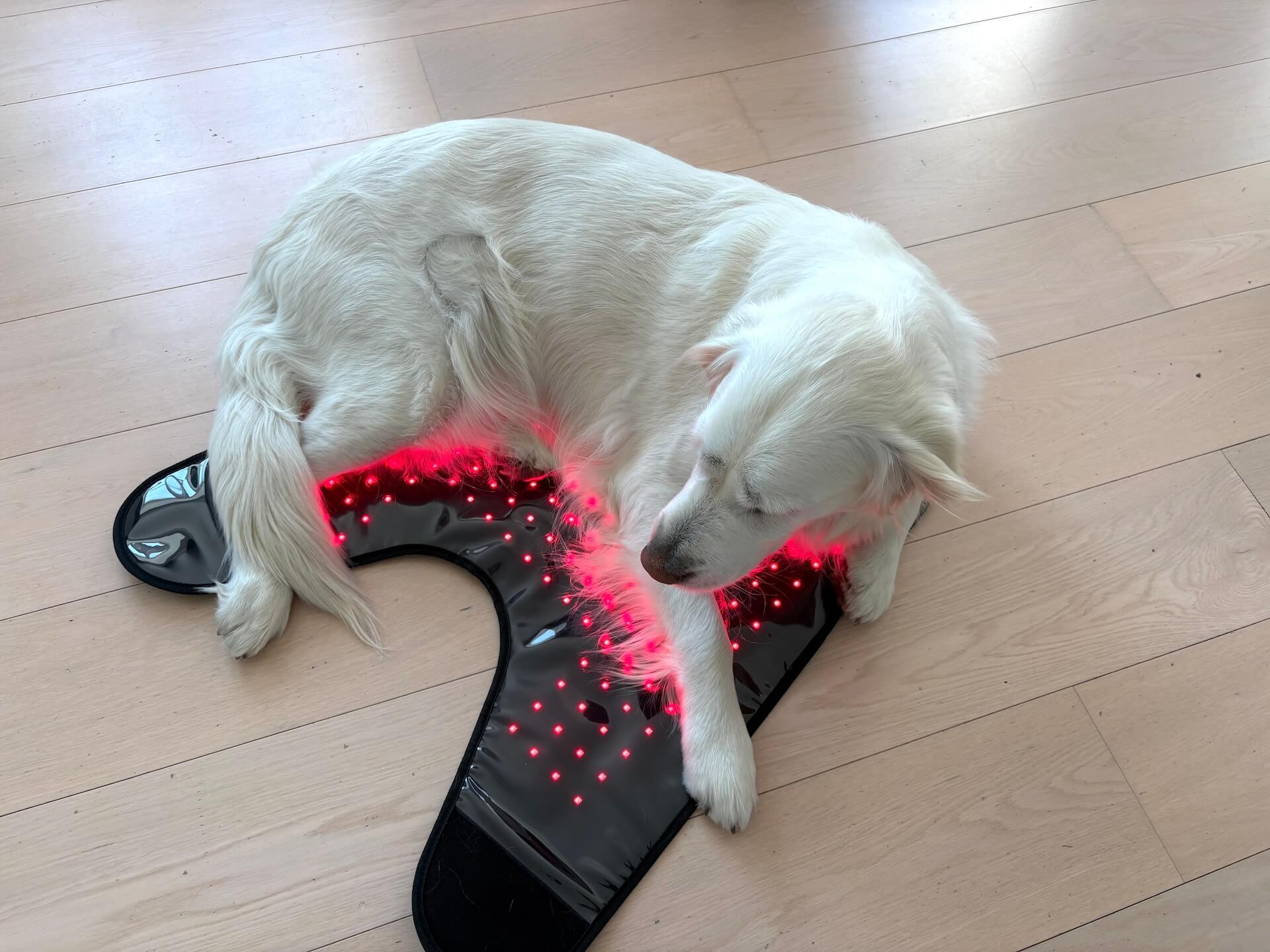 Hund oppefra der ligger på Heat Sense Rød lysterapi tæppe til hunde