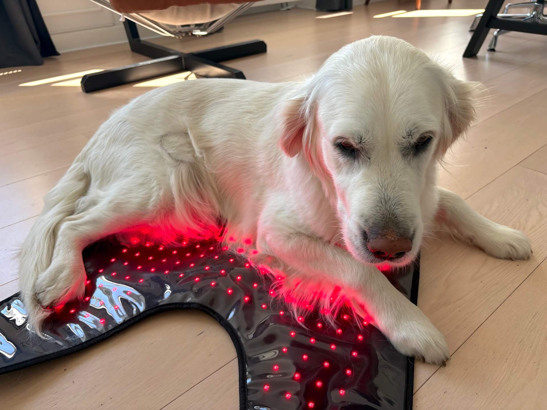 Hund på åben Heat Sense Rød lysterapi tæppe til hunde