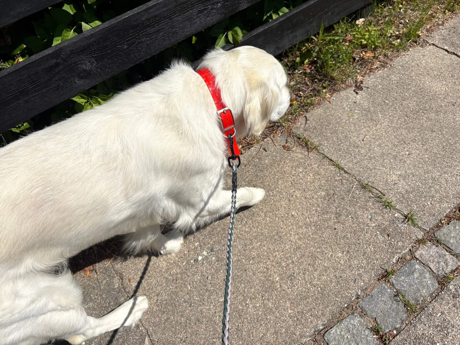Hund på gåtur med MiniFinder Atto Pro GPS til hund
