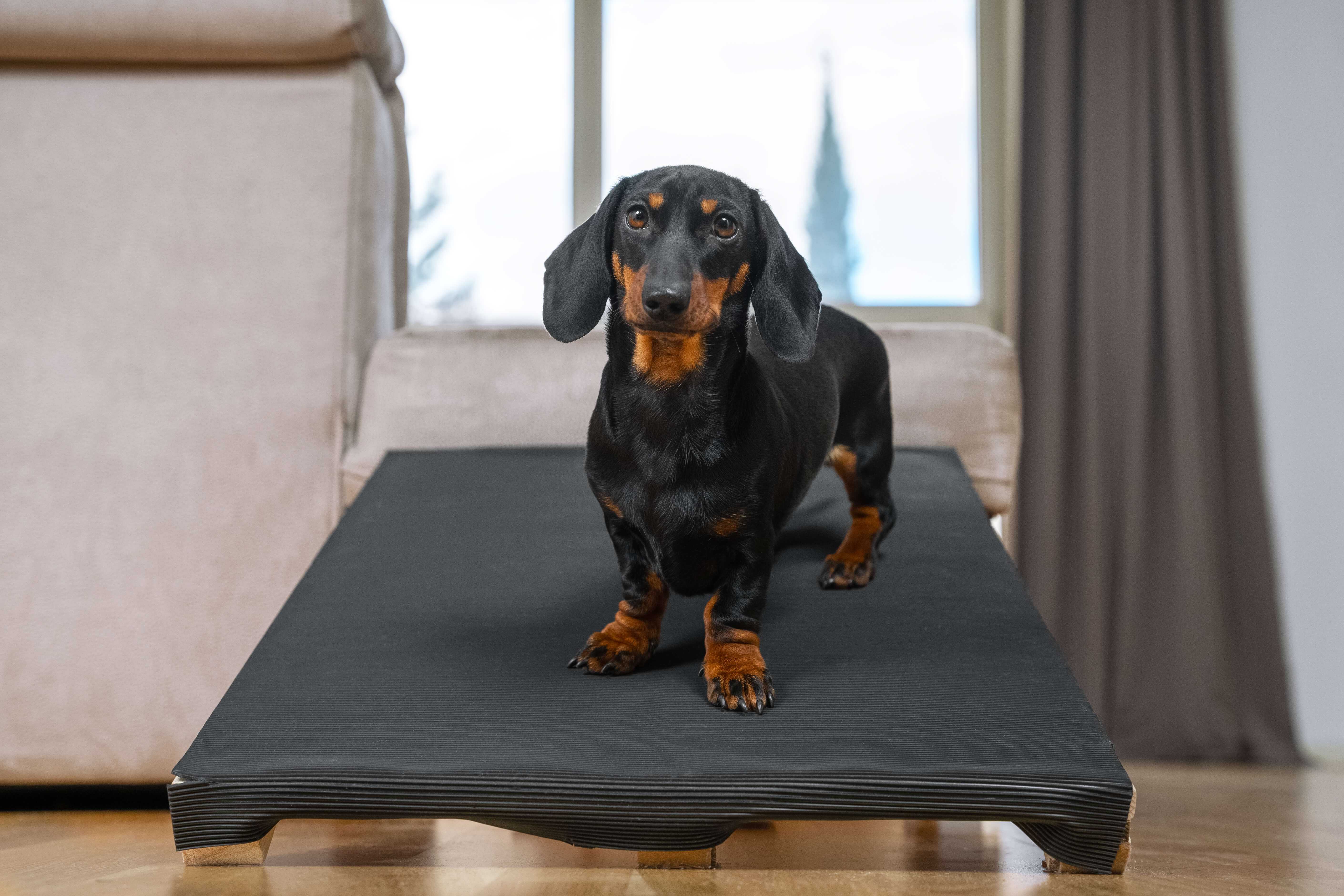 Hund på rampe op til sofa i stue