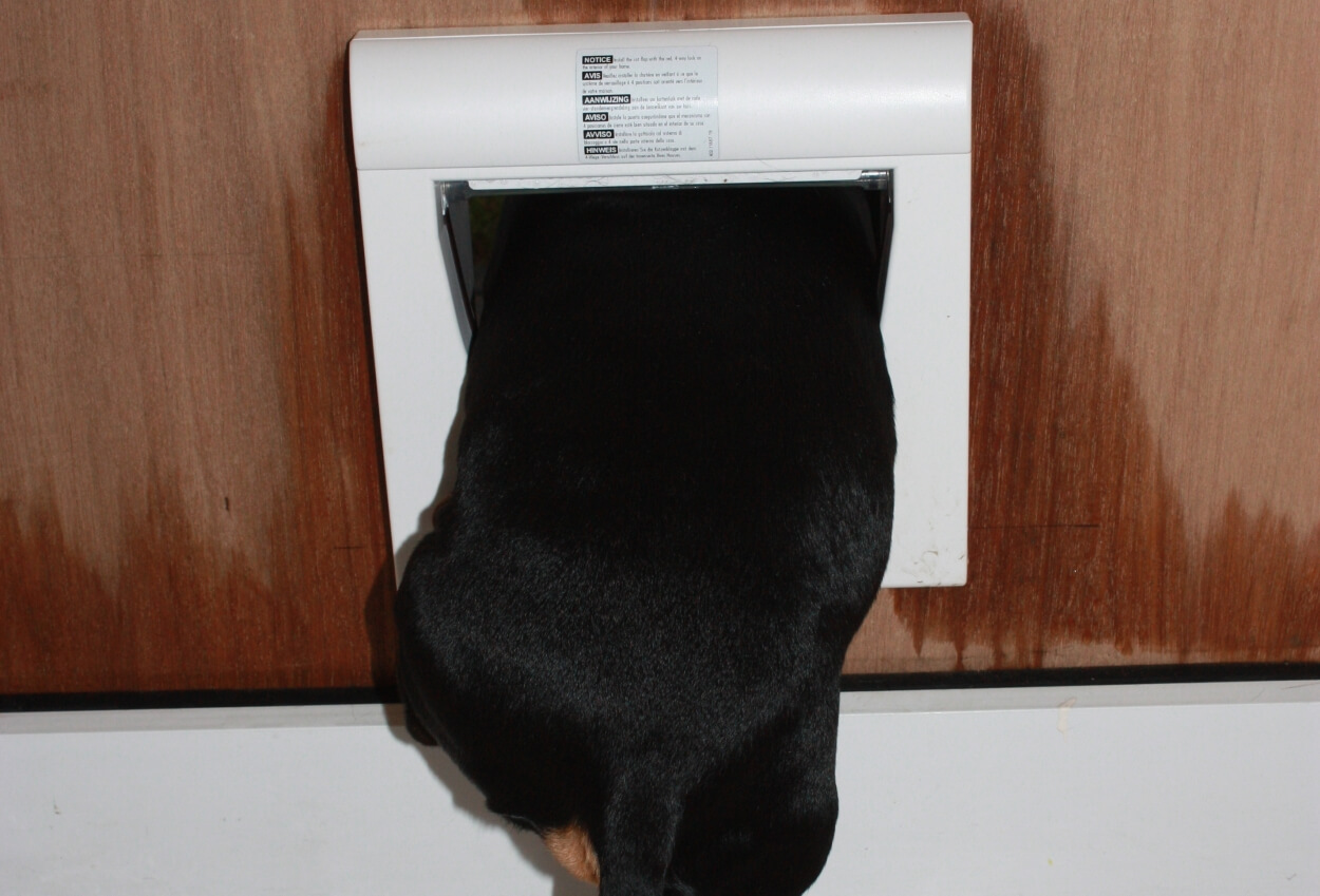 Hund på vej ind gennem kattelem