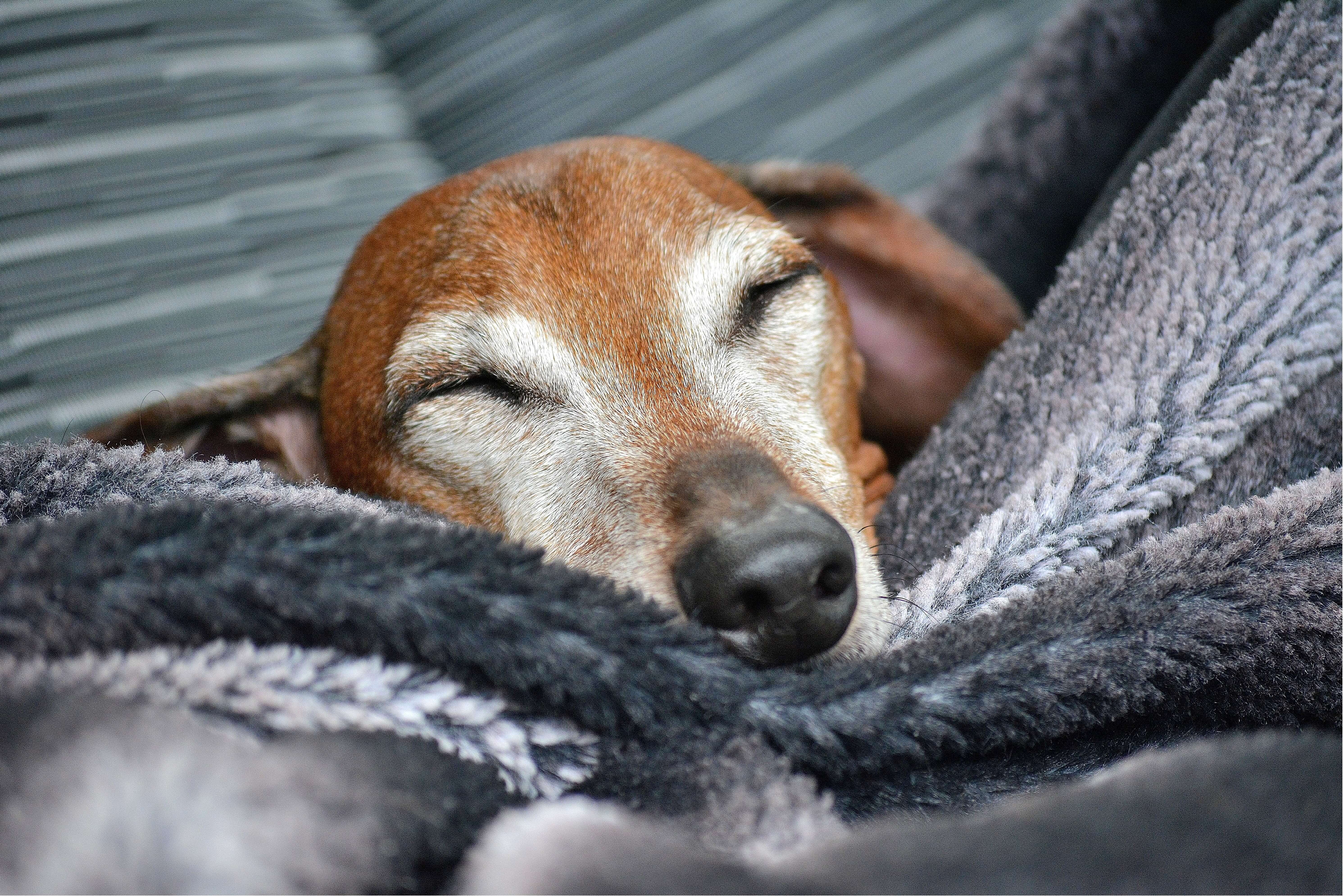 Hund sover på kølemåtte i bil