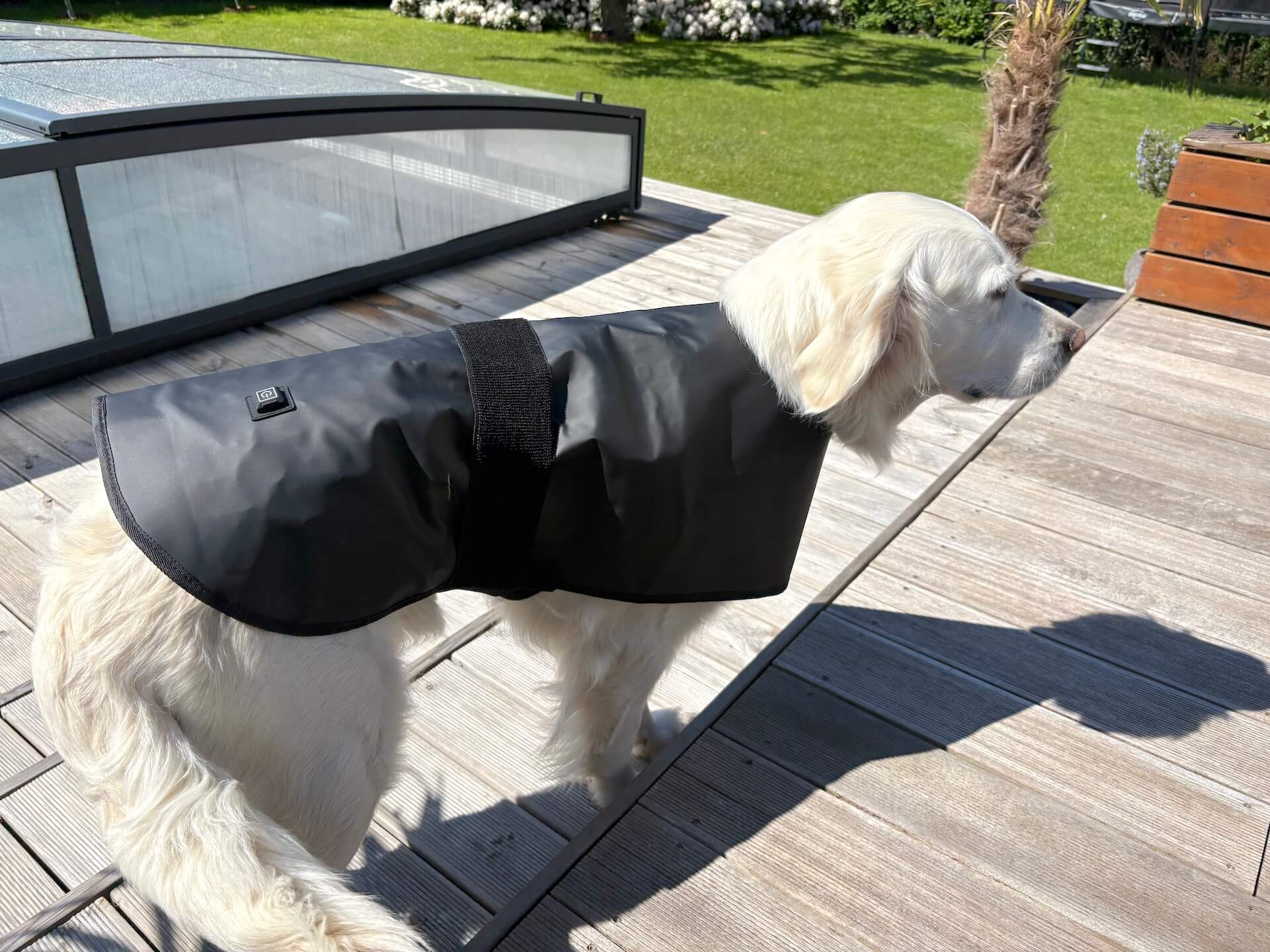 Hund udenfor med Heat Sense Rød lysterapi tæppe til hunde