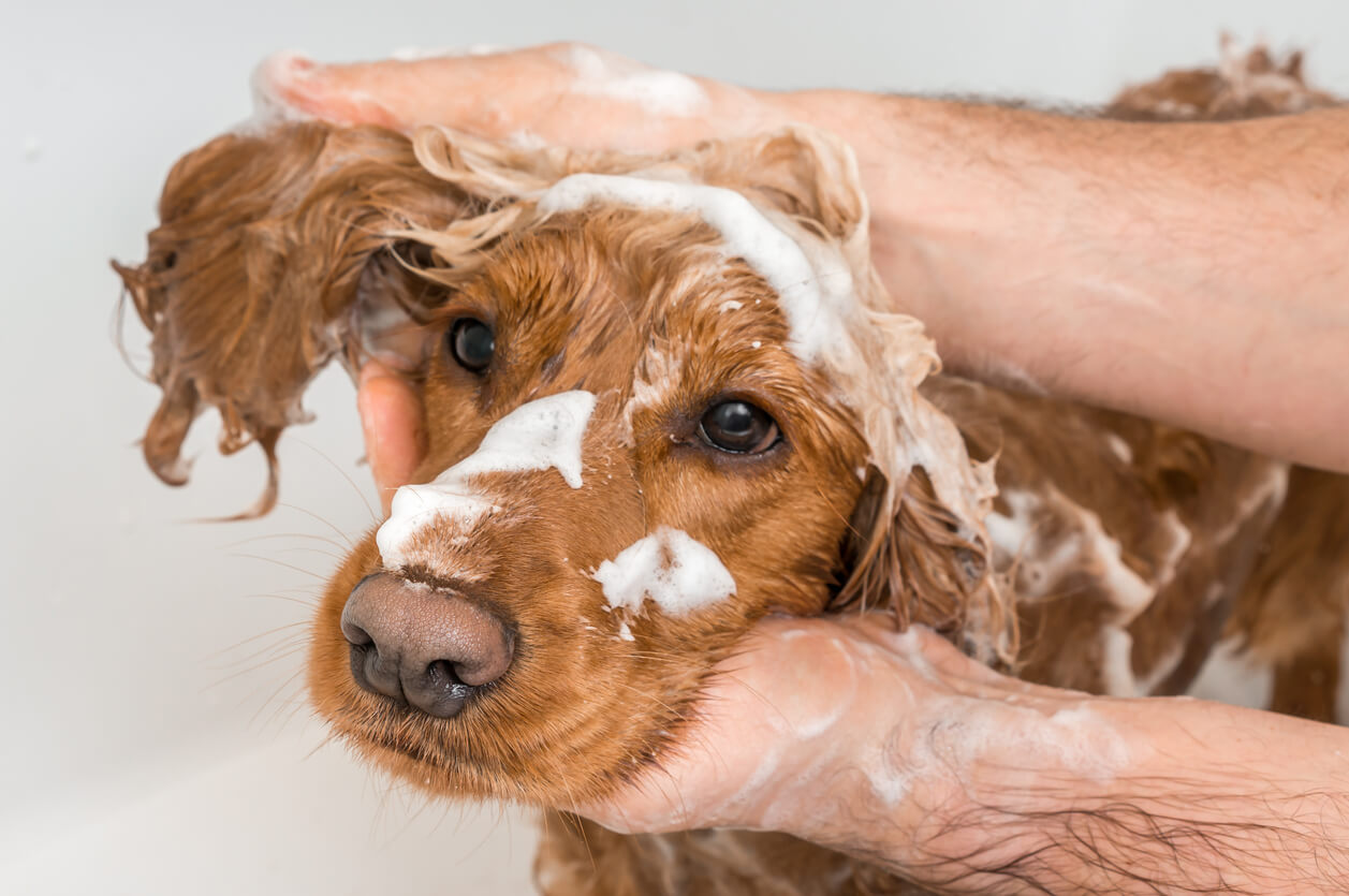 Hund vaskes med hundeshamoo