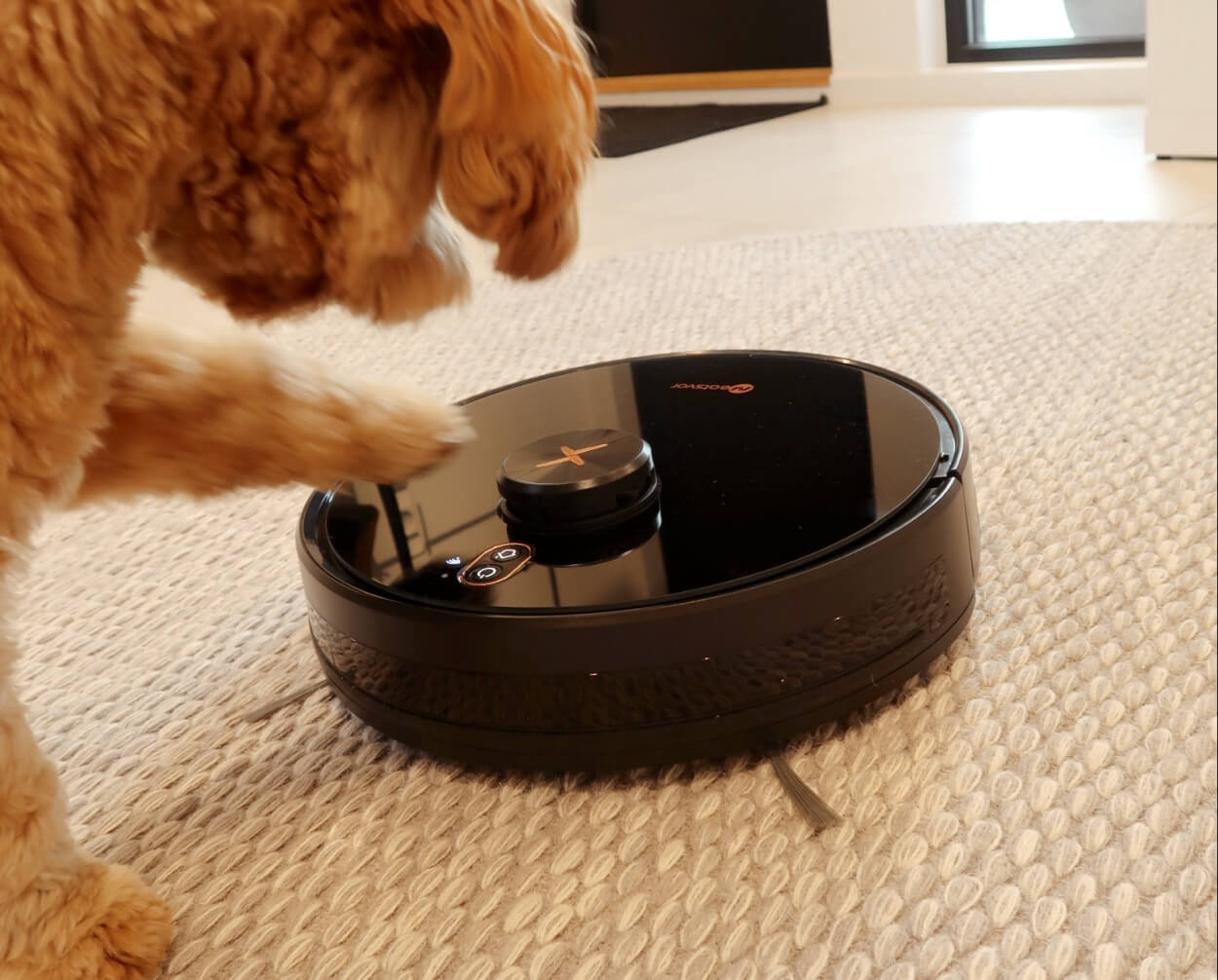 Hund rører ved Neatsvor X650 Pro robotstøvsuger der støvsuger på gulvtæppe