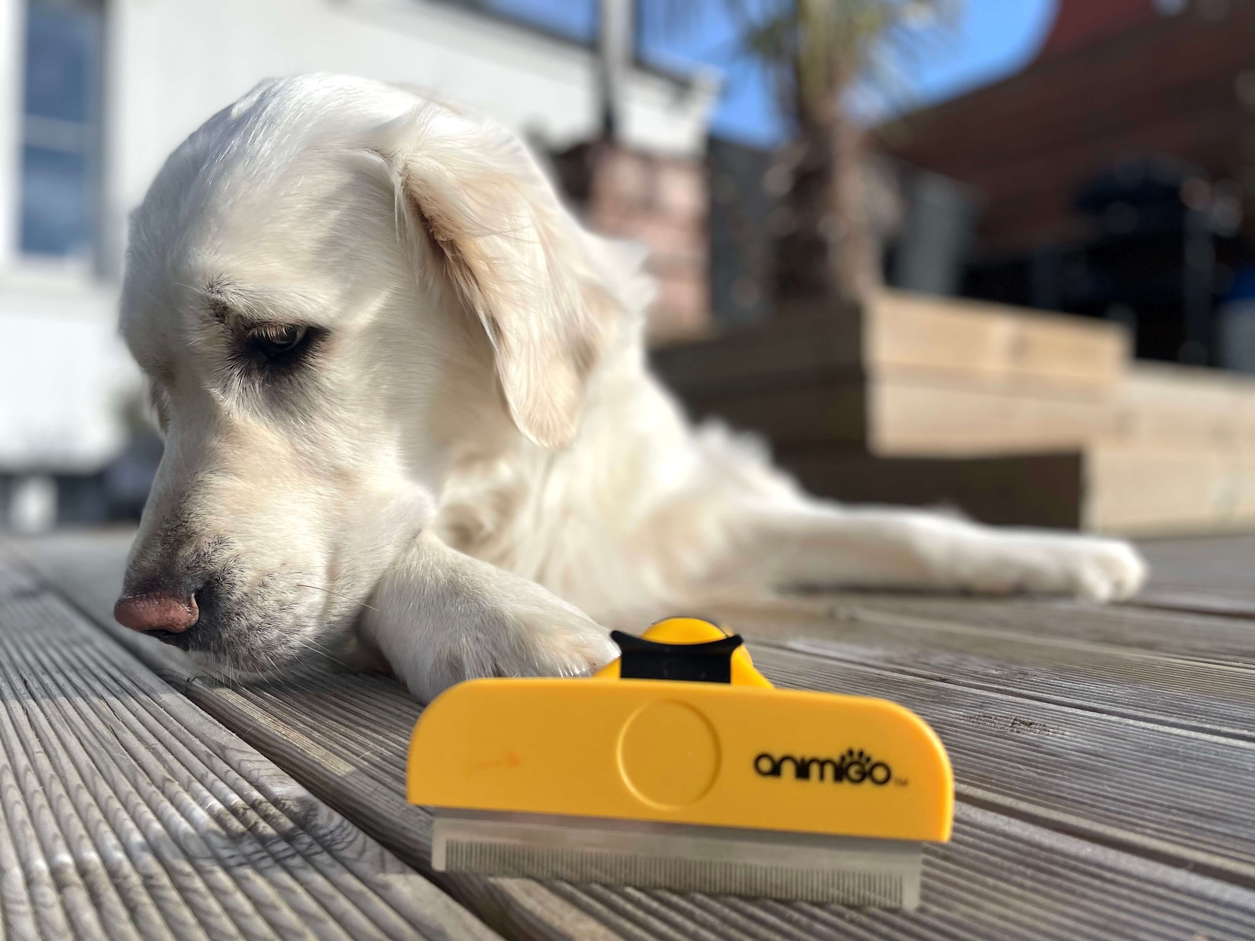 Hundebørste fra Animigo foran hund