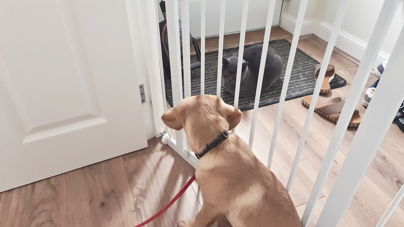 Hundegitter holder styr på hundehvalp i hus