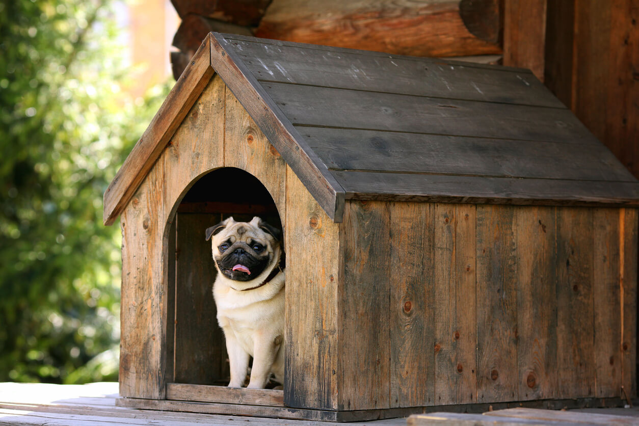 Hundehus i have med hund