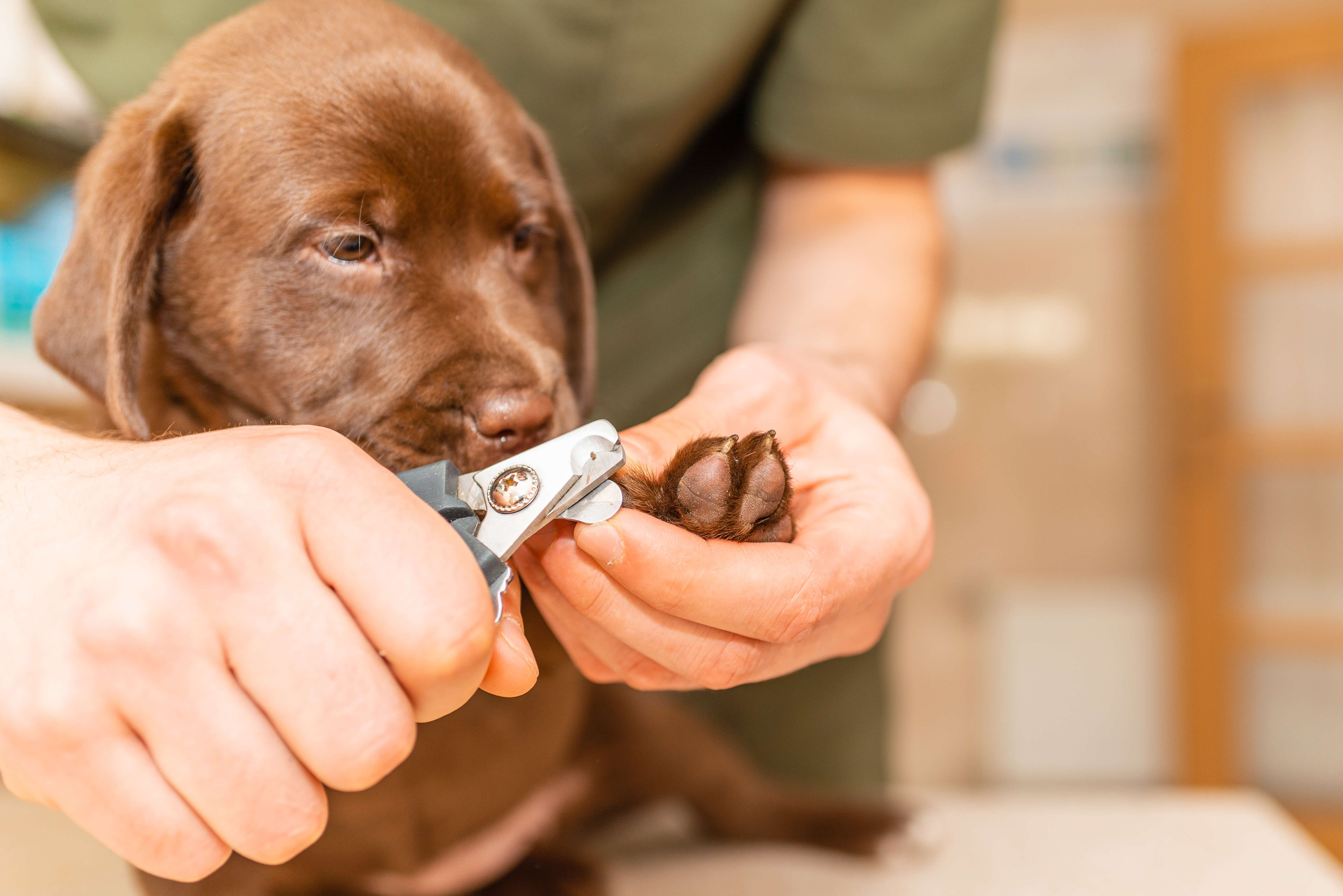 Hundehvalp får klipper negle