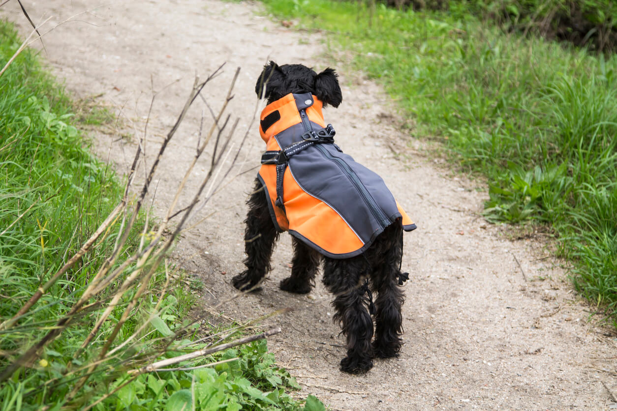 Hundehvalp med regnjakke til hund med foer på skovsti