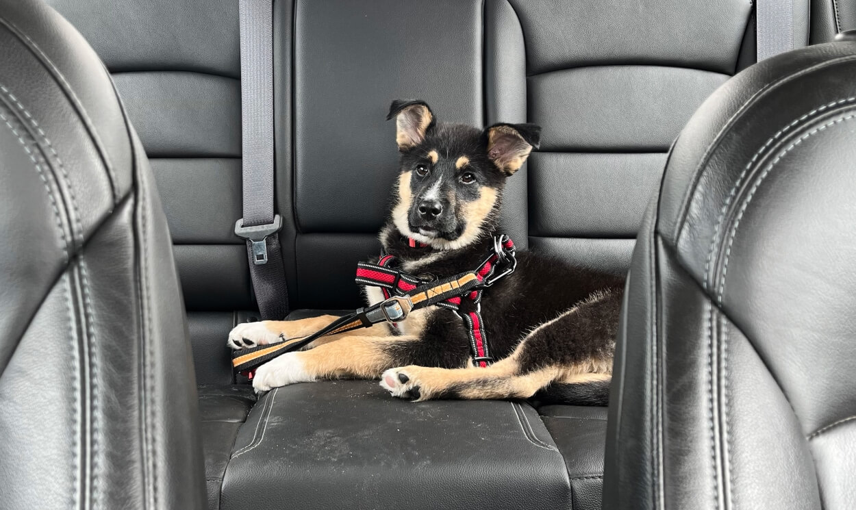 Hundehvalp på bagsæde af bil sidder fast med hundesele