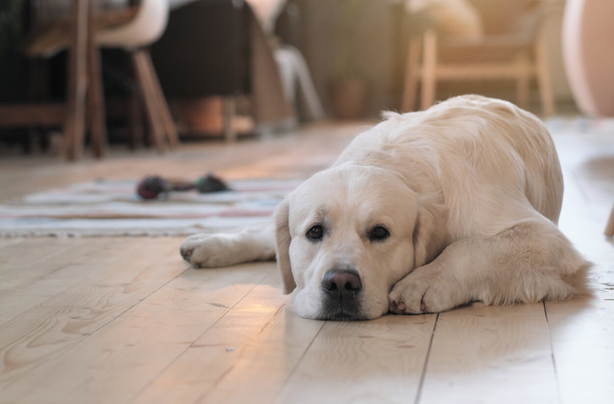 Hundehvalp på glat trægulv i stue