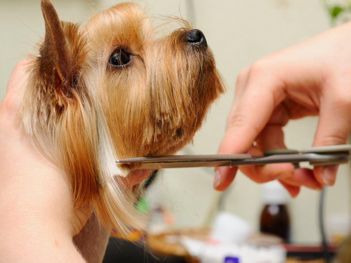 Hundesaks bruges til at klippe skæg på Yorkshire Terrier